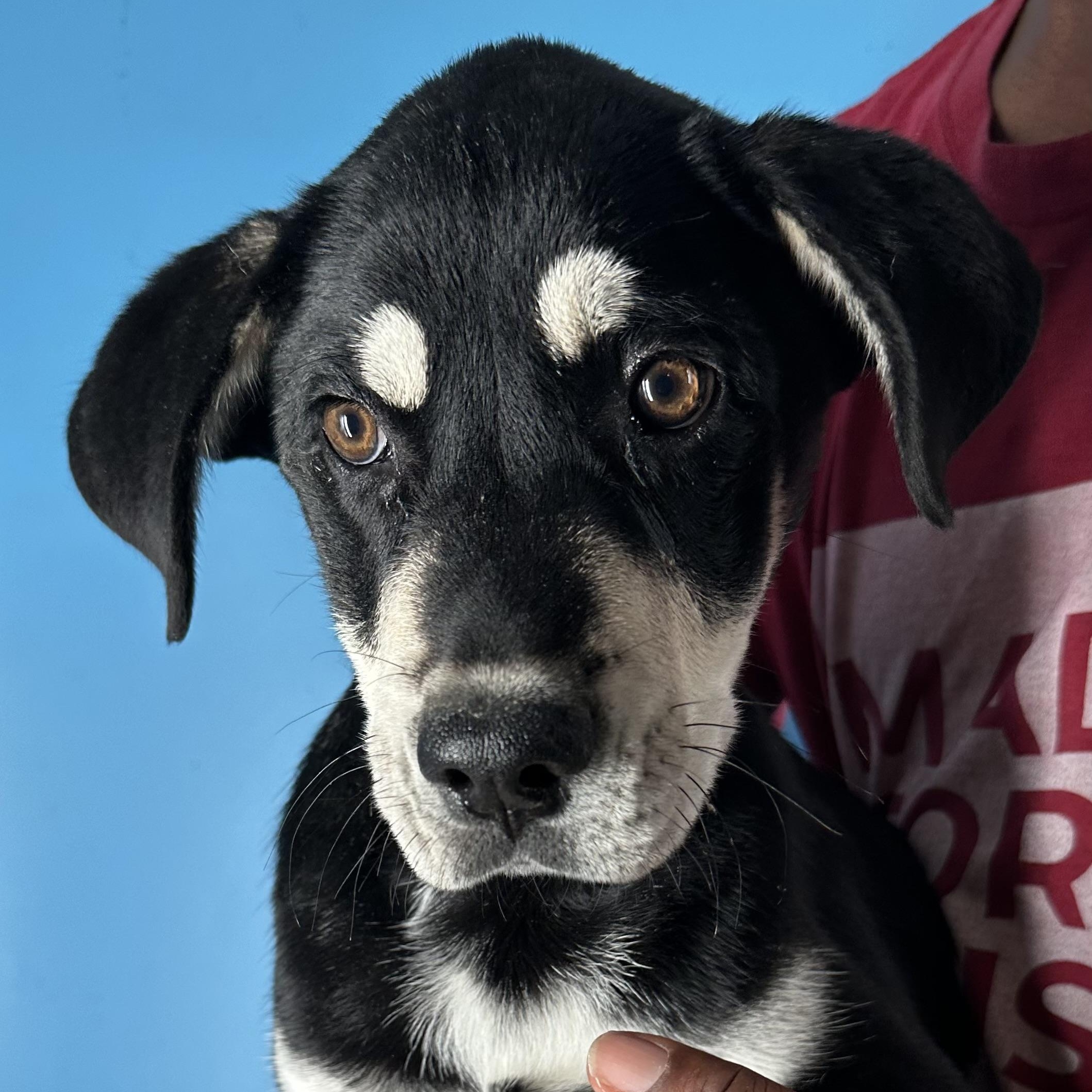 Denali - Local April 10-12, ADOPTABLE, Puppy Male Labrador Retriever.