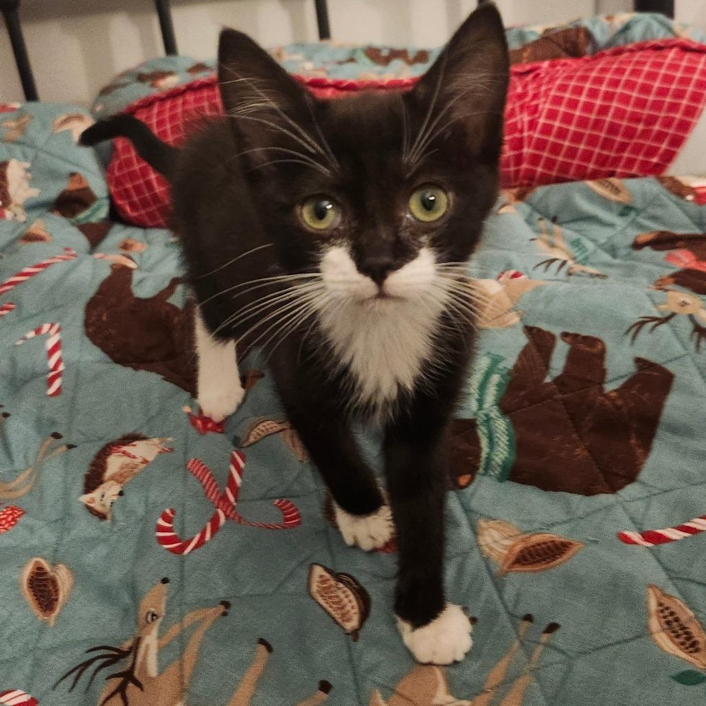 Mercury Robertson-AR, Adoptable, Kitten Male Domestic Short Hair.