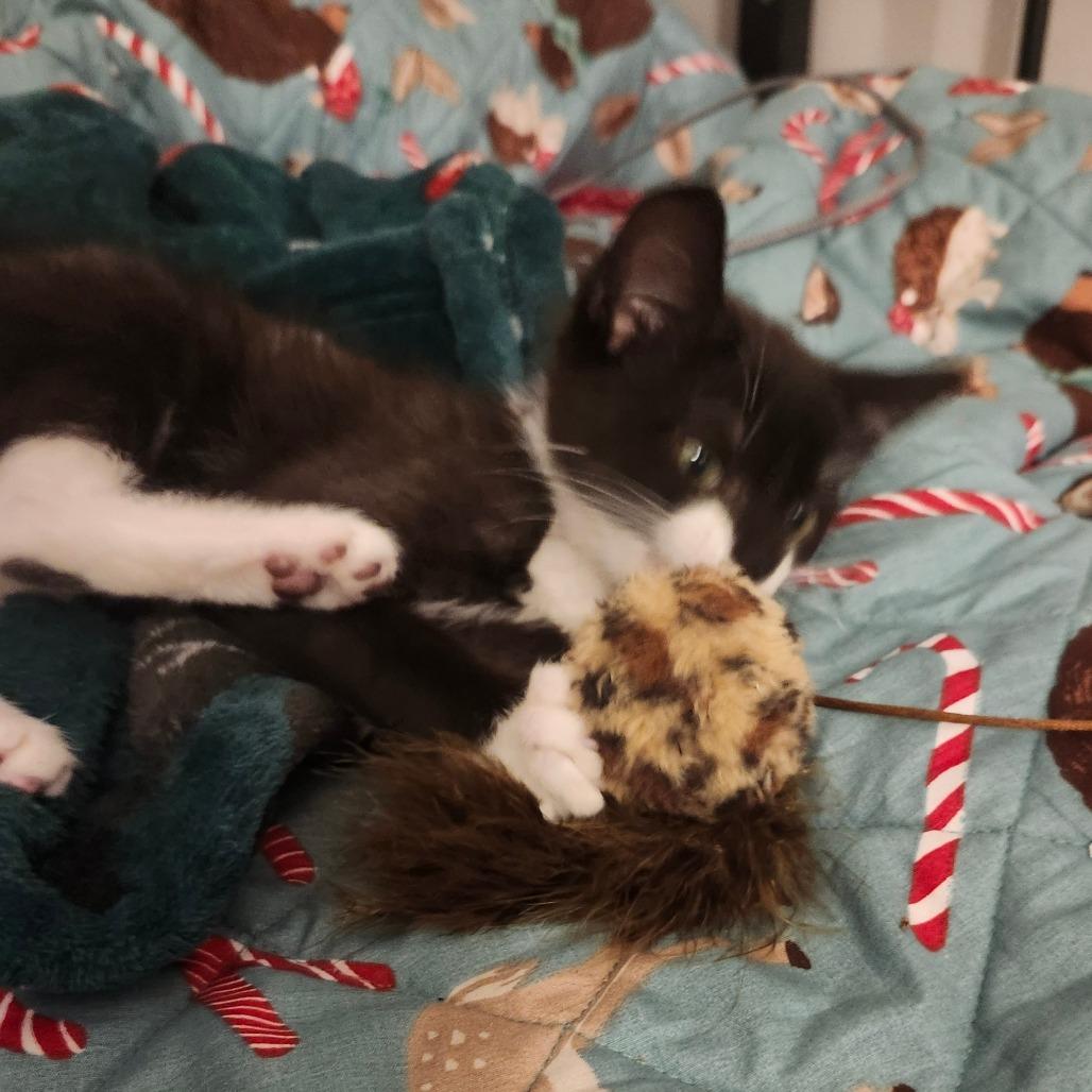 Enlarge Mercury Robertson-AR, a Adoptable Domestic Short Hair in Tallahassee, FL image 2/2