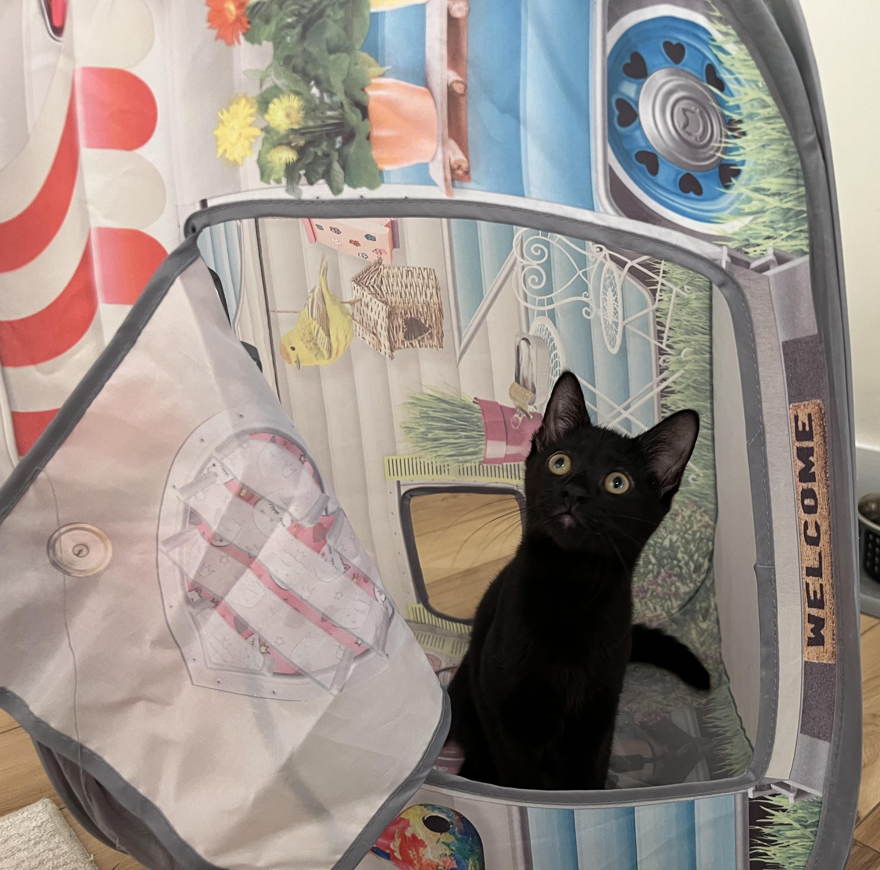 Enlarge Milky, a ADOPTABLE Domestic Short Hair in Old Saybrook, CT image 1/1