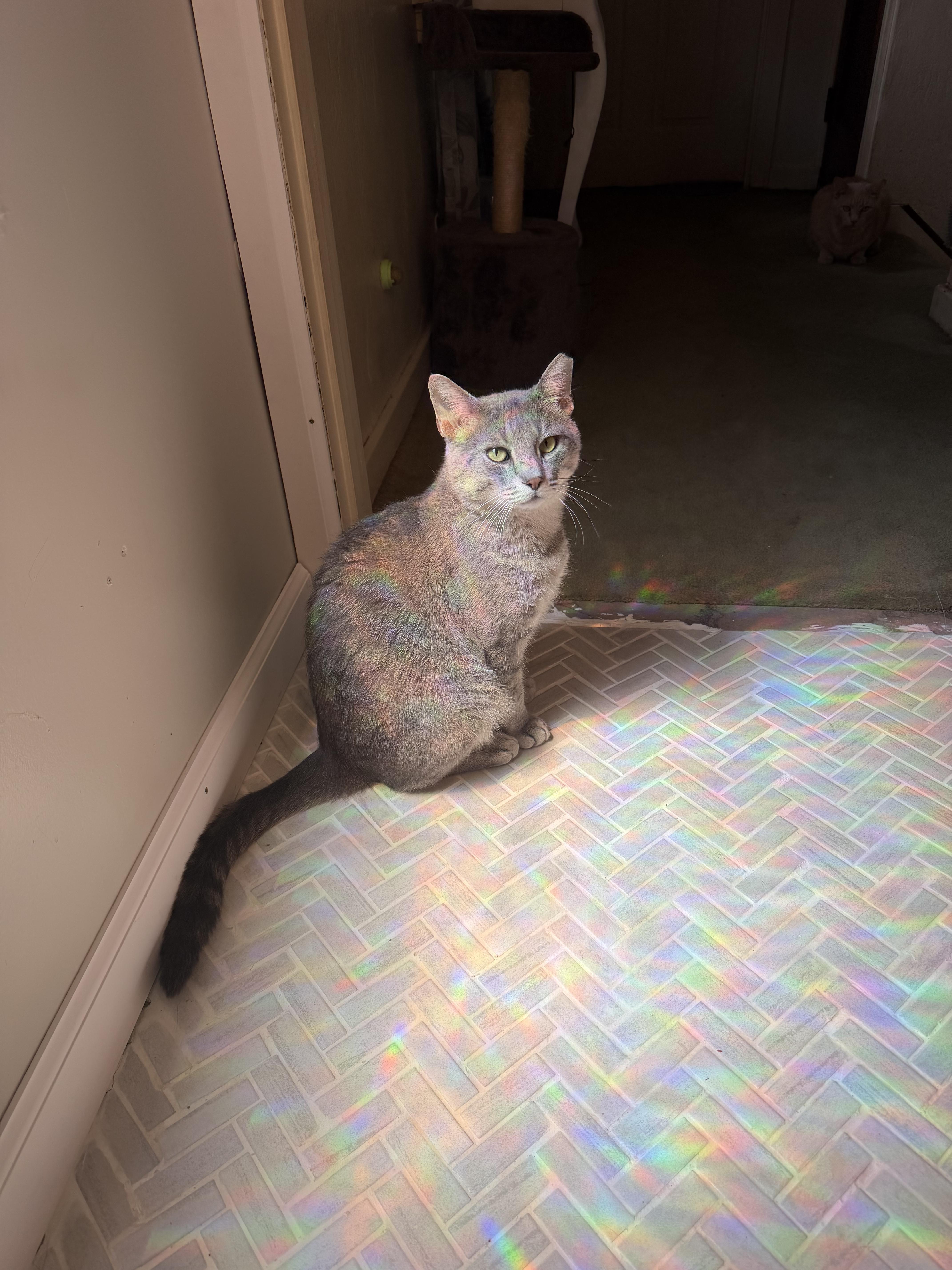 Enlarge Craig, a Adopted Domestic Short Hair in Verona, PA image 1/2