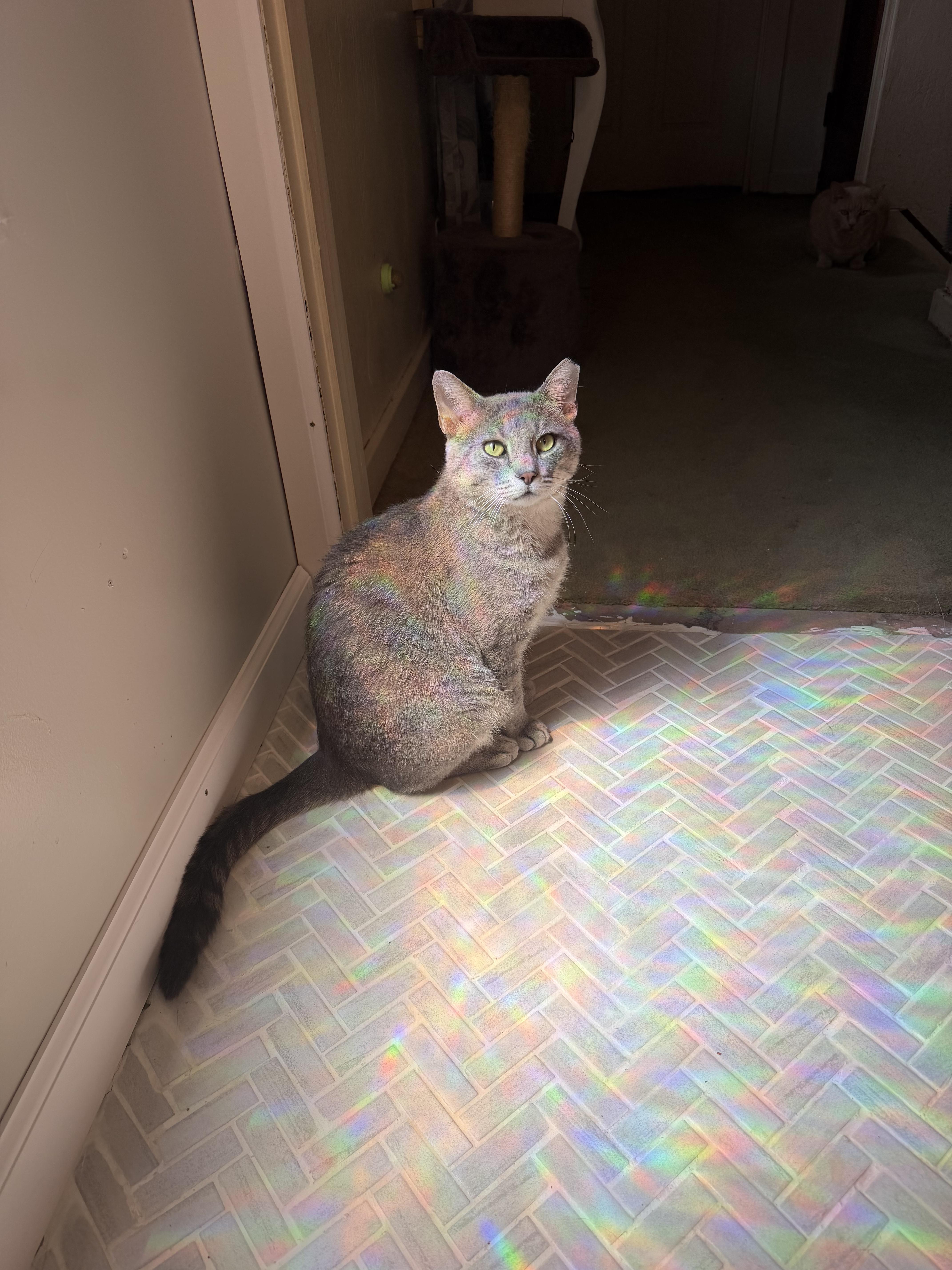 Enlarge Craig, a Adopted Domestic Short Hair in Verona, PA image 2/2