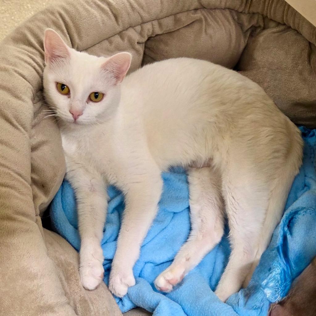 Enlarge Galadriel, a Adoptable Domestic Short Hair in Prince Frederick, MD image 3/4