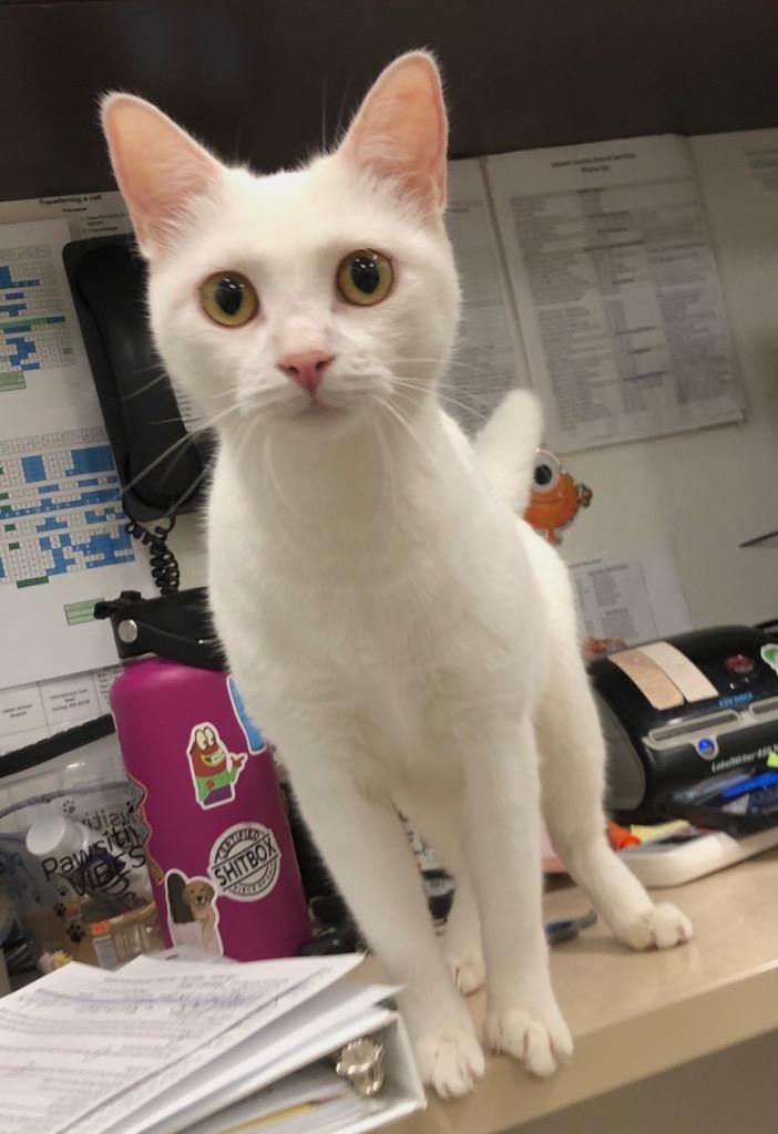 Enlarge Galadriel, a Adoptable Domestic Short Hair in Prince Frederick, MD image 2/2