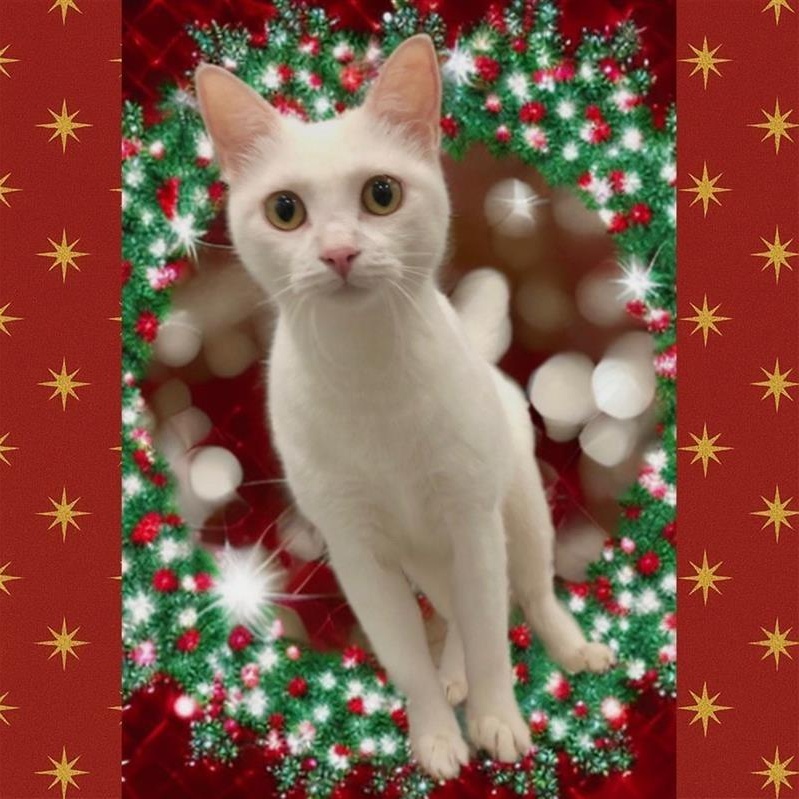 Enlarge Galadriel, a Adoptable Domestic Short Hair in Prince Frederick, MD image 1/4