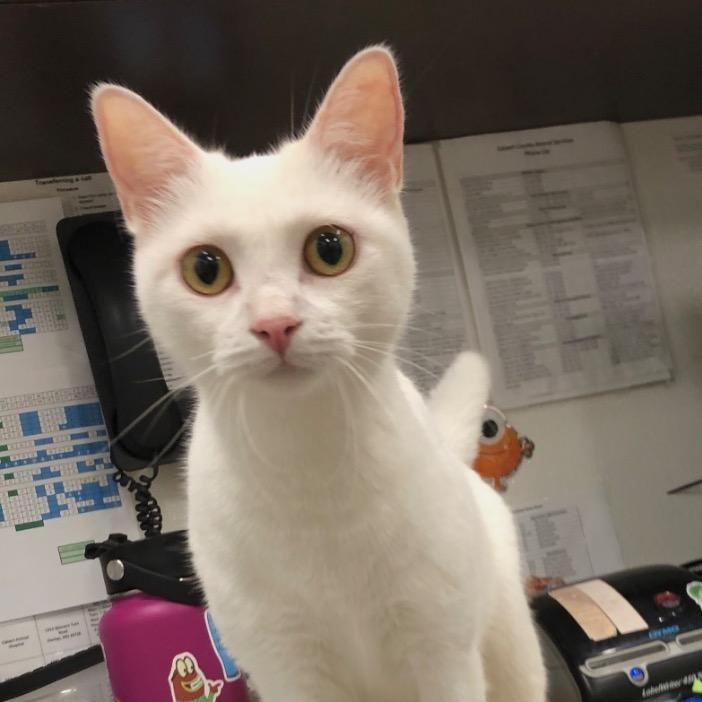 Galadriel, Adoptable, Adult Female Domestic Short Hair.