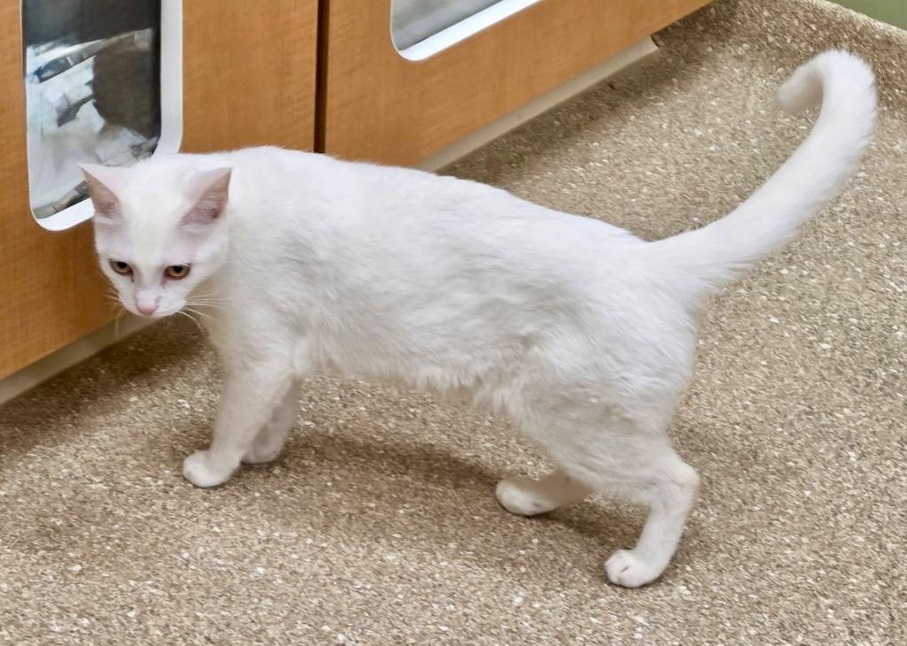 Enlarge Galadriel, a Adoptable Domestic Short Hair in Prince Frederick, MD image 4/4