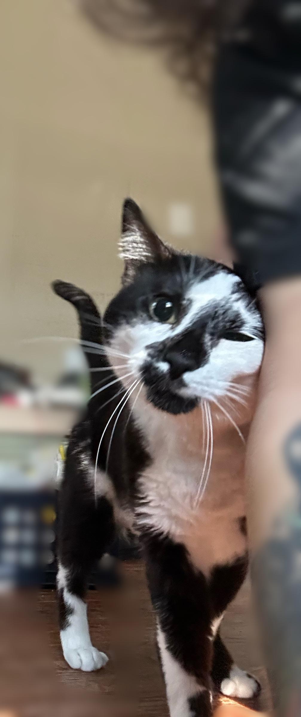 Enlarge Oreo, a ADOPTABLE mixed breed in Oklahoma City, OK image 1/2