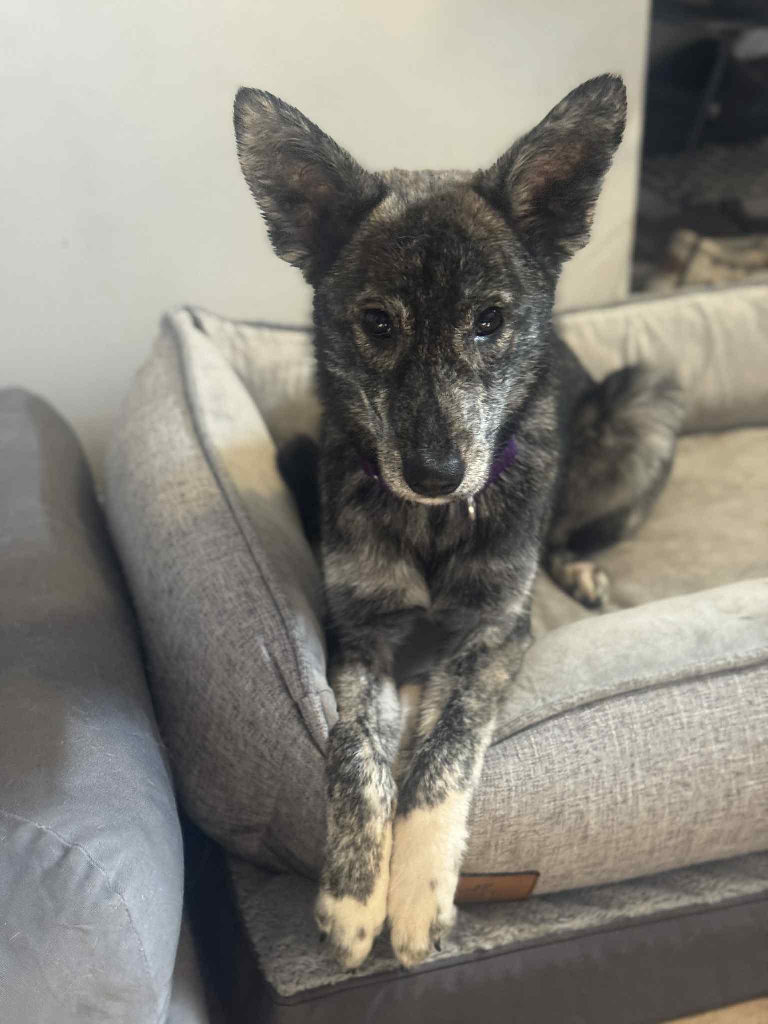 Enlarge Coyote, a ADOPTABLE Mixed Breed in Indianapolis, IN image 2/2