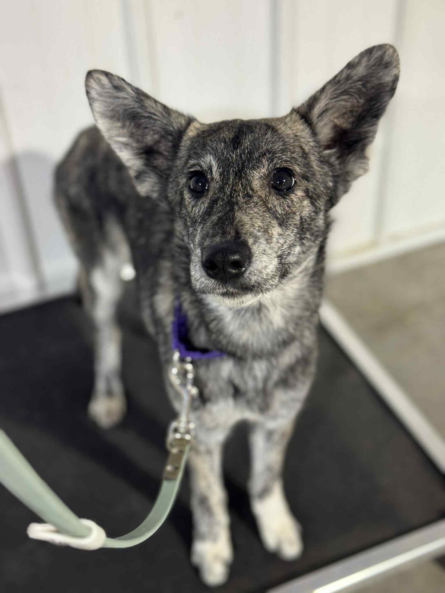 Enlarge Coyote, a ADOPTABLE Mixed Breed in Indianapolis, IN image 1/2