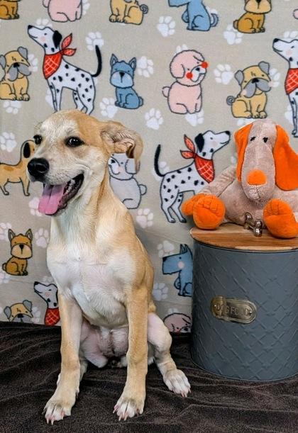 Ginger, Adoptable, Adult Female Shar-Pei & Labrador Retriever.