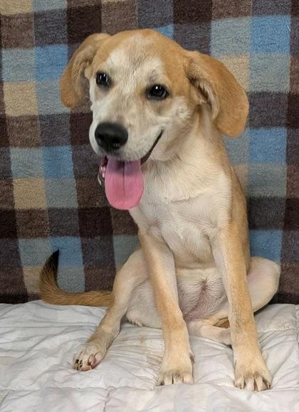 Ginger, a Adoptable mixed breed in Houston, TX image 2/3