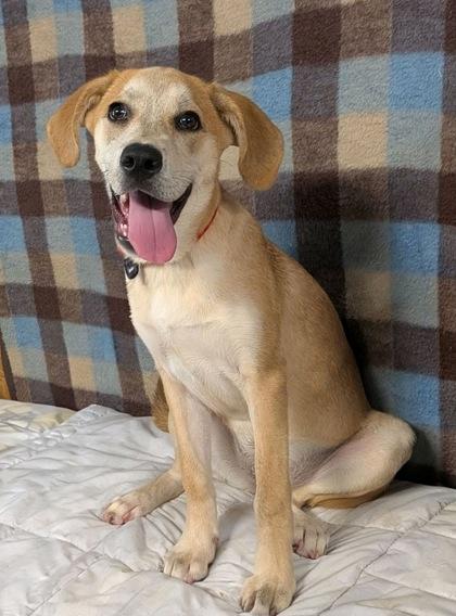 Ginger, a Adoptable mixed breed in Houston, TX image 3/3