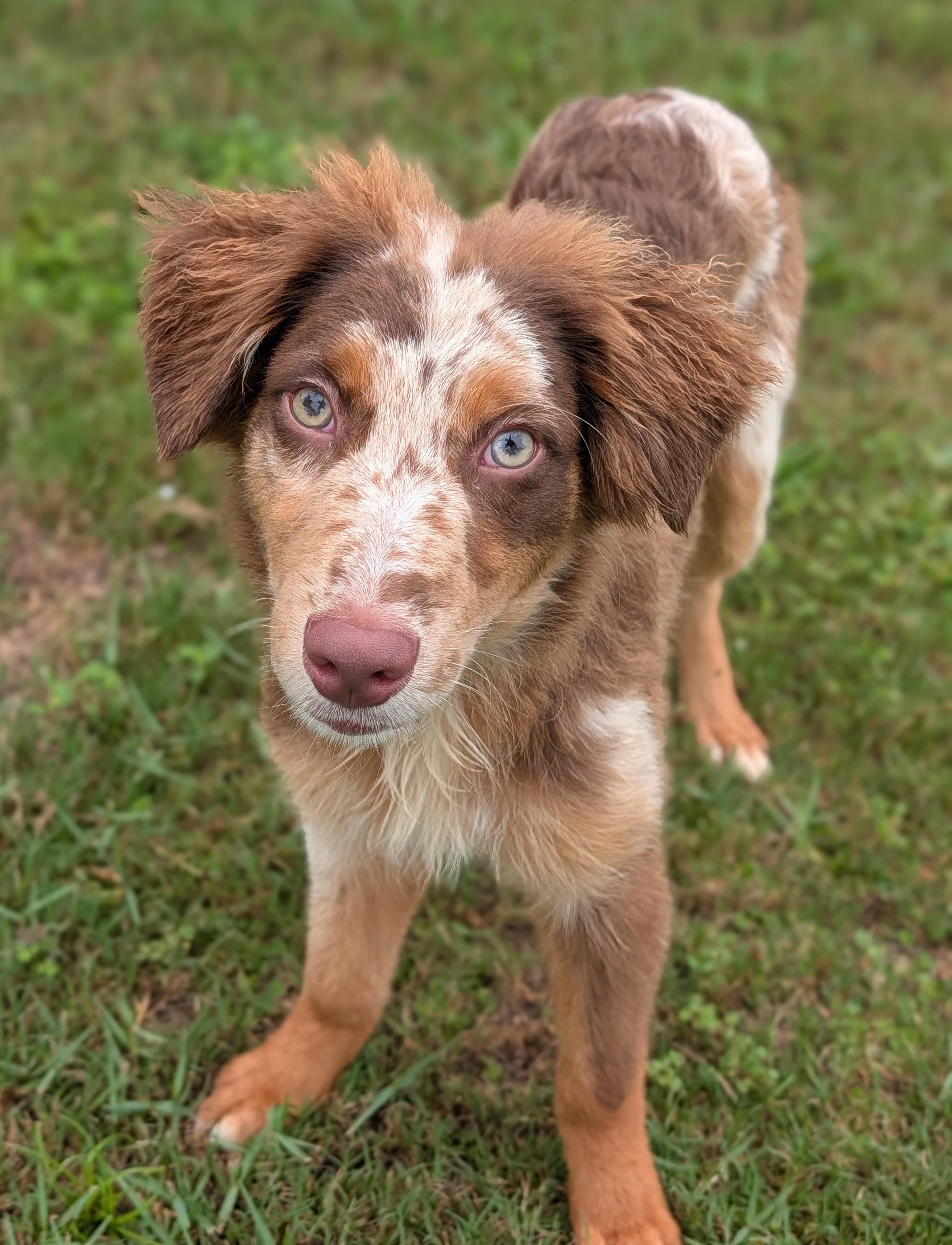 Enlarge Amir, a Adoptable Australian Shepherd in Baton Rouge, LA image 1/1