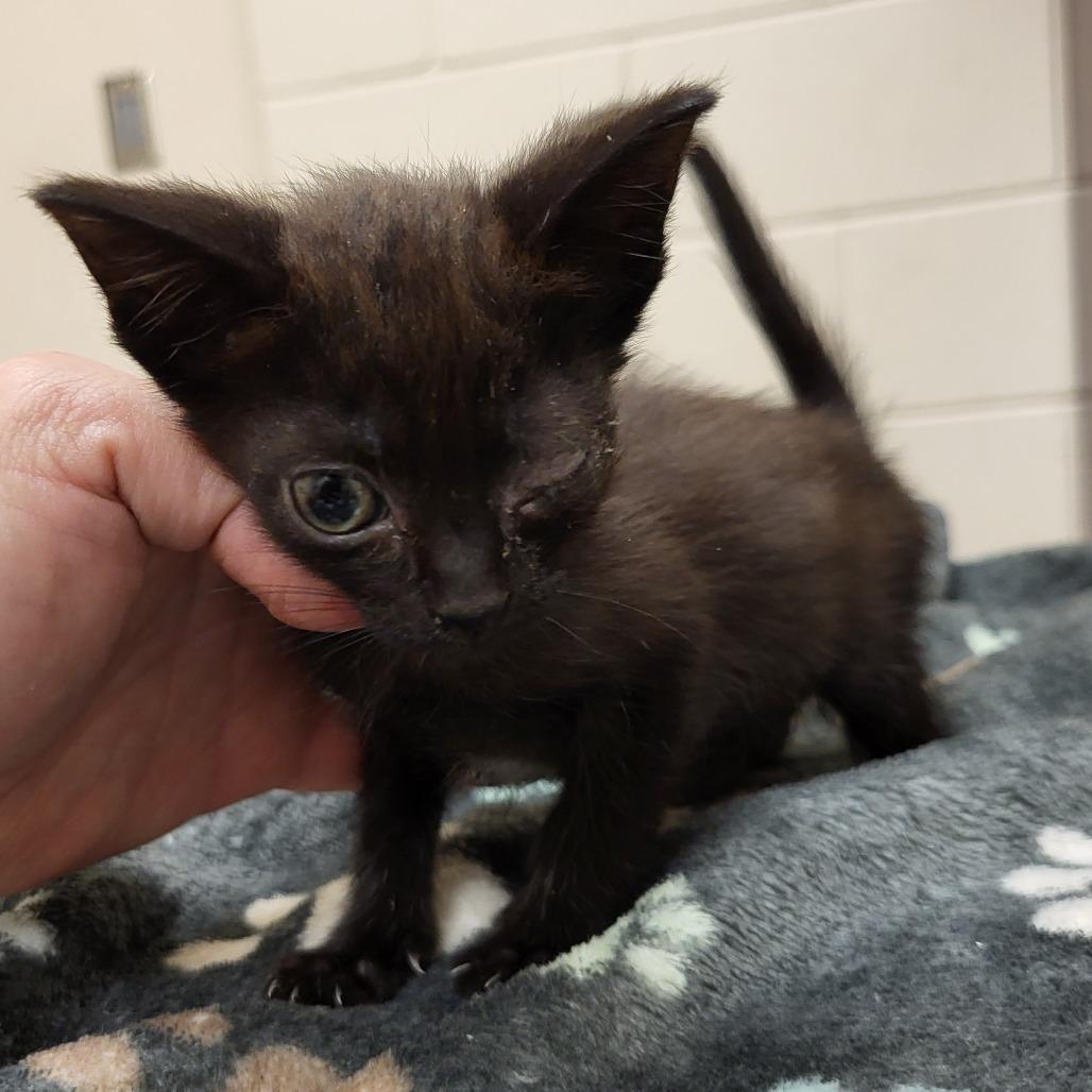 Margot, Adoptable, Kitten Female Domestic Short Hair.