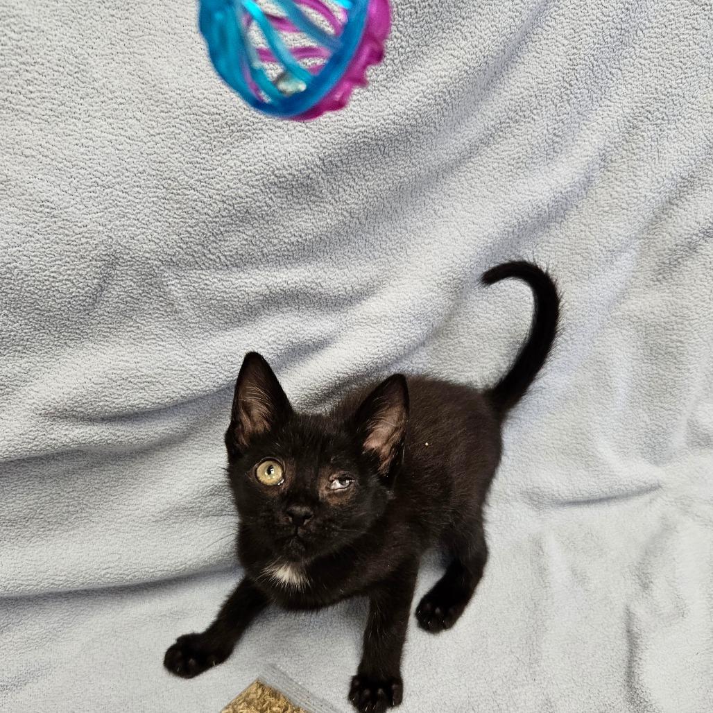 Enlarge Margot, a Adoptable Domestic Short Hair in Lake Panasoffkee, FL image 2/2