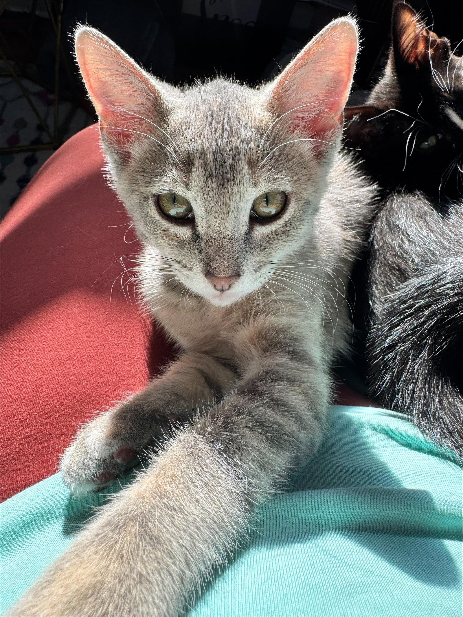 Frida, Adopted, Kitten Female Domestic Short Hair.