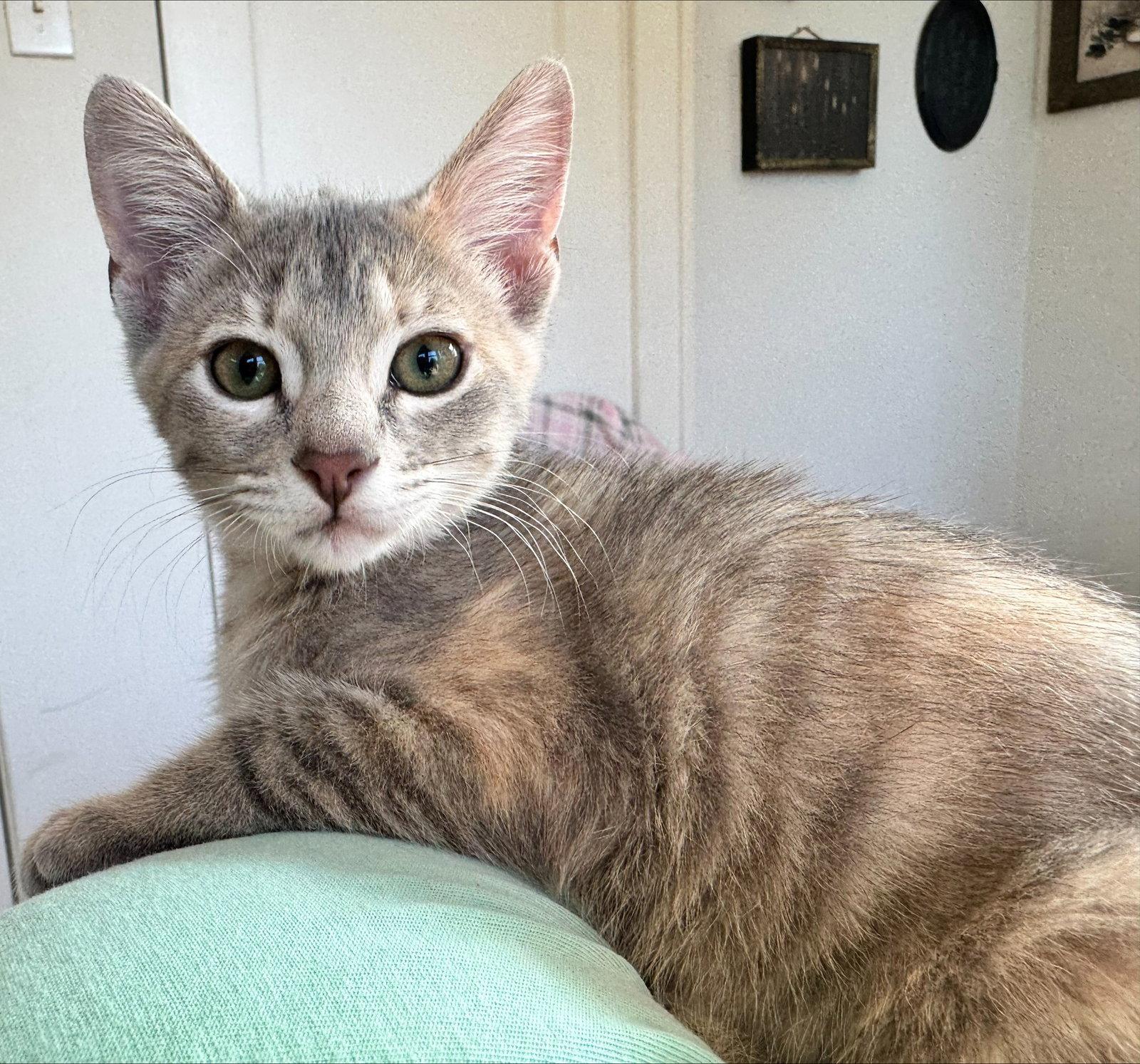 Enlarge Frida, a Adopted Domestic Short Hair in Shawnee, KS image 2/3