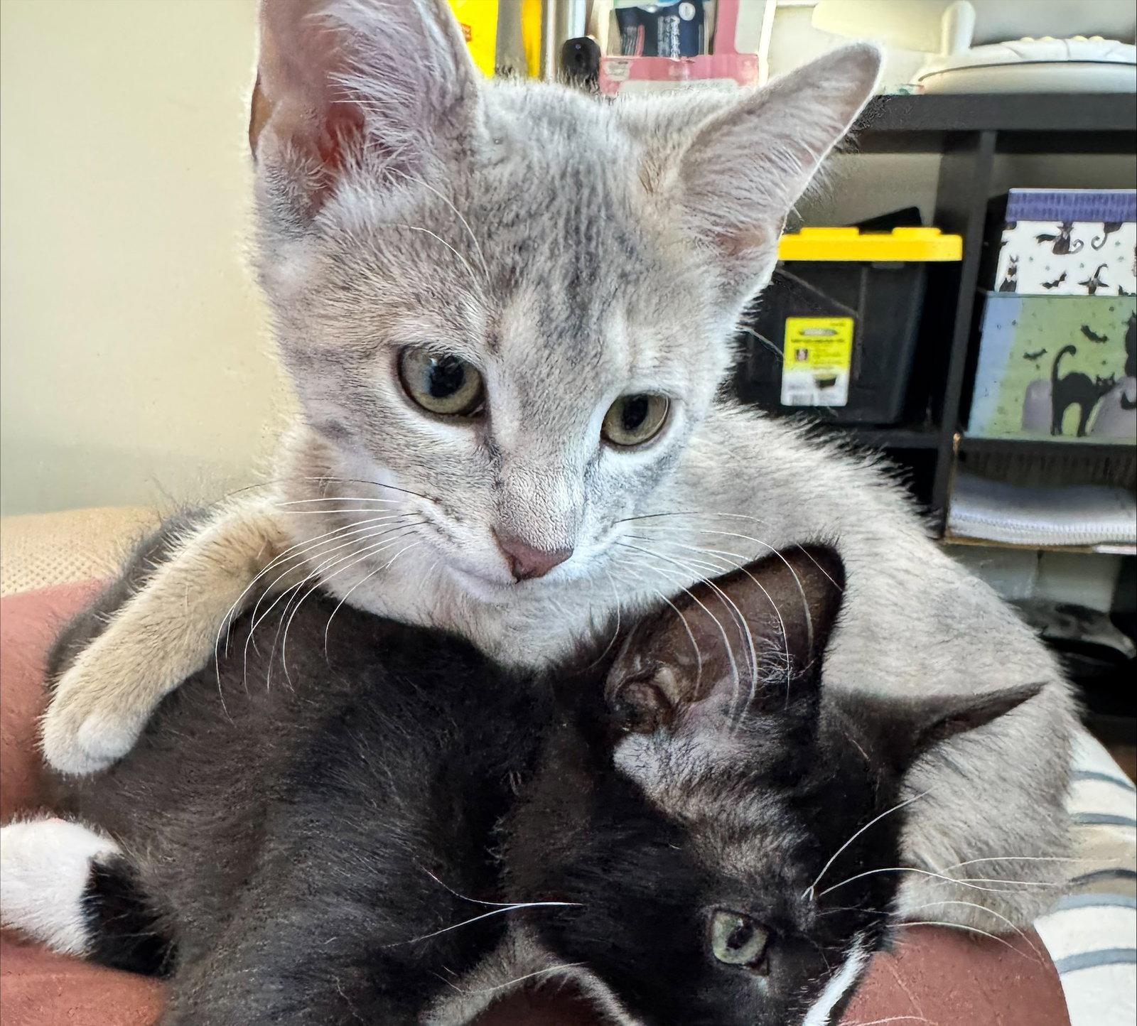 Enlarge Frida, a Adopted Domestic Short Hair in Shawnee, KS image 3/3