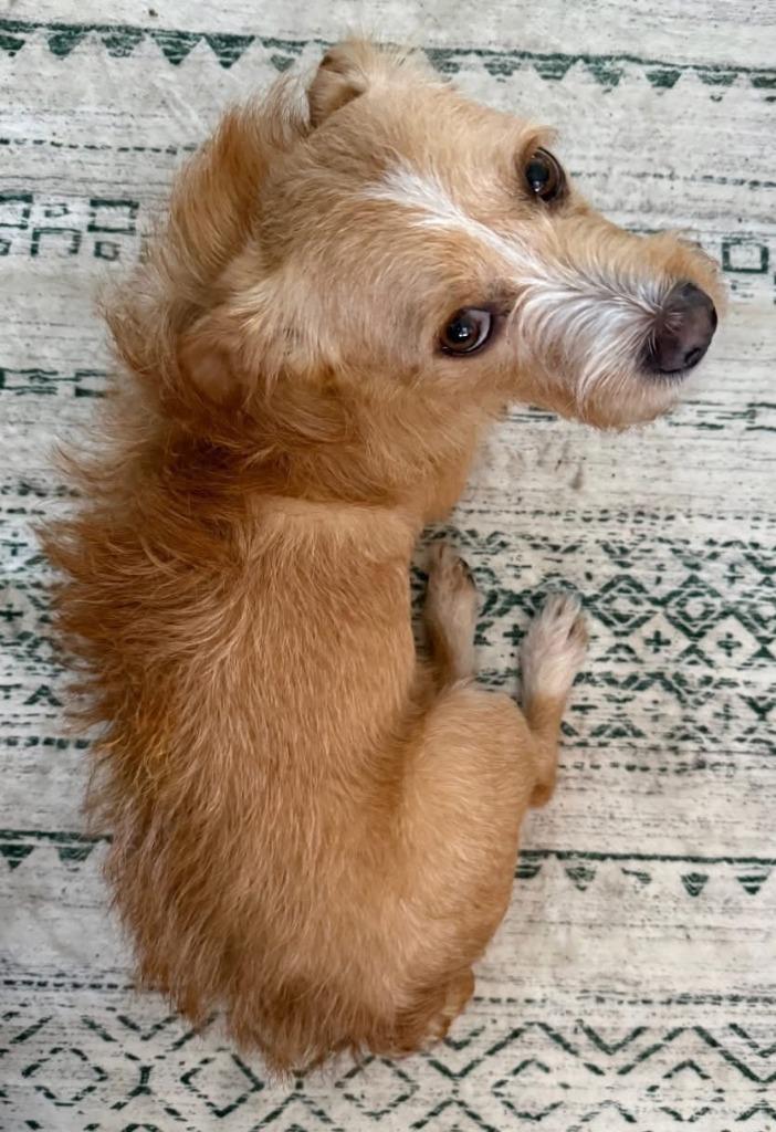 Feather, Adoptable, Adult Male Terrier.