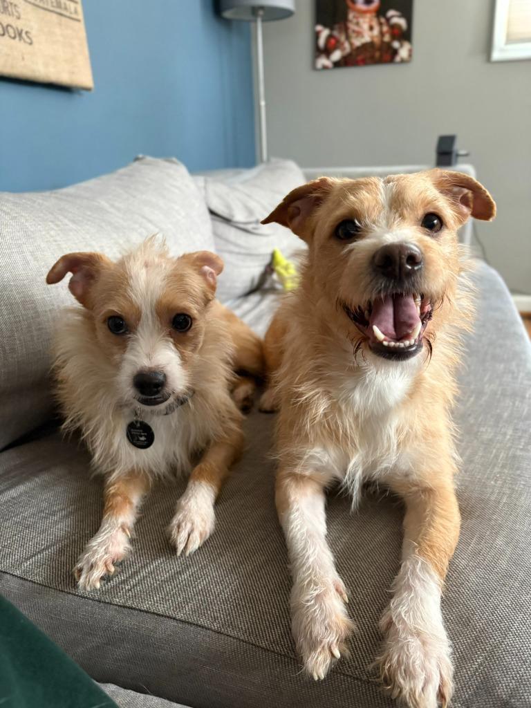 Feather, Adoptable, Adult Male Terrier.