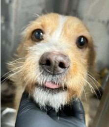 Enlarge Feather, a Adoptable mixed breed in West Bloomfield, MI image 2/4