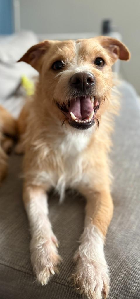 Enlarge Feather, a Adoptable mixed breed in West Bloomfield, MI image 3/4