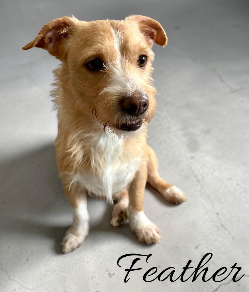 Enlarge Feather, a Adoptable mixed breed in West Bloomfield, MI image 4/4