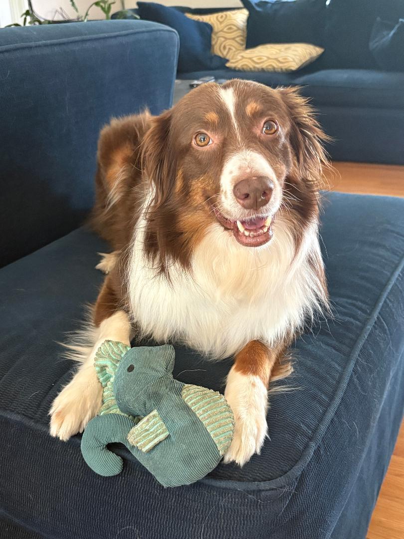 Enlarge Ranger, a ADOPTABLE Australian Shepherd in Alexandria, VA image 2/3