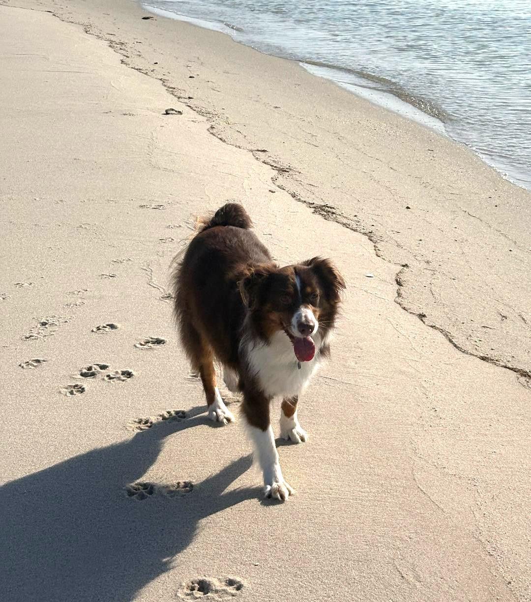 Enlarge Ranger, a ADOPTABLE Australian Shepherd in Alexandria, VA image 3/3