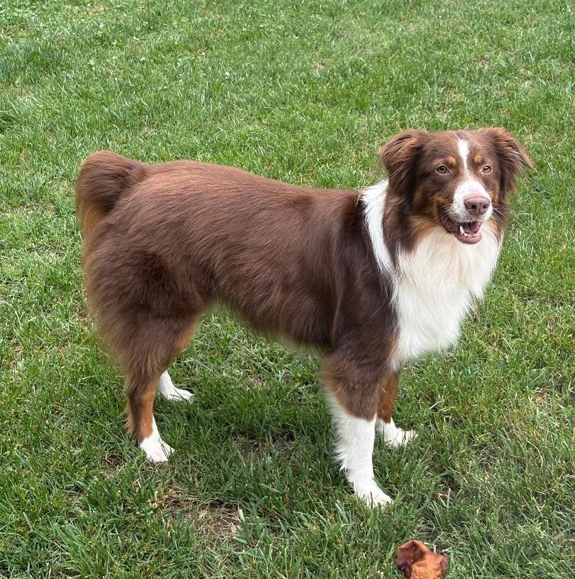 Ranger, ADOPTABLE, Adult Male Australian Shepherd.