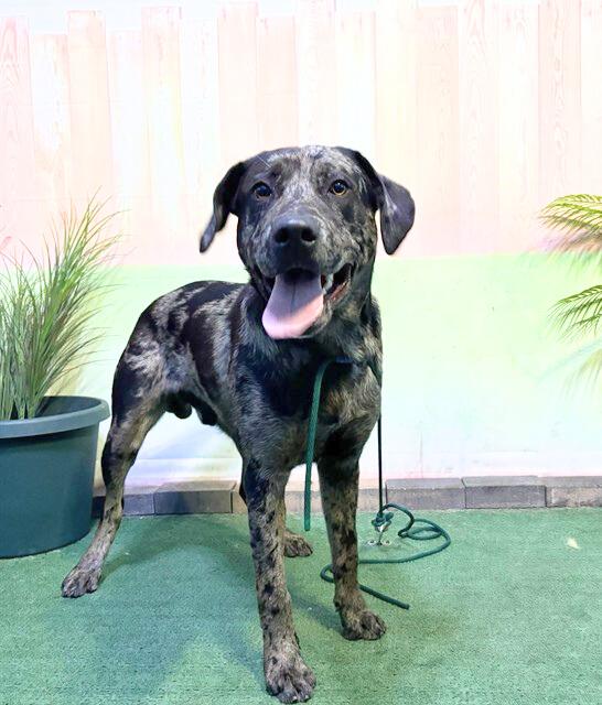 Enlarge SNOOPY, a Adoptable mixed breed in Baldwin Park, CA image 1/1