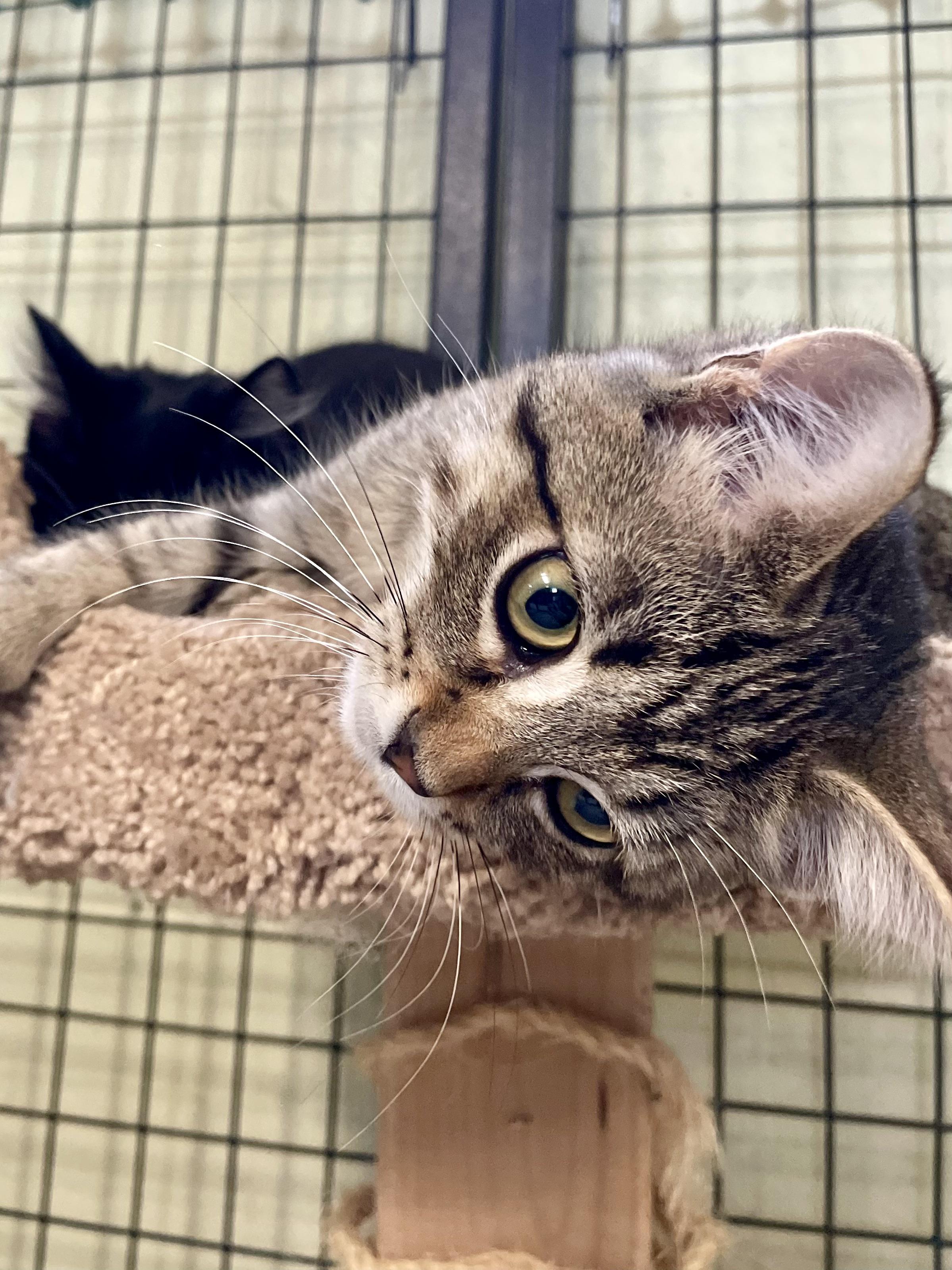 Cadense, an adopted Domestic Short Hair in Holland, MI image 2/4