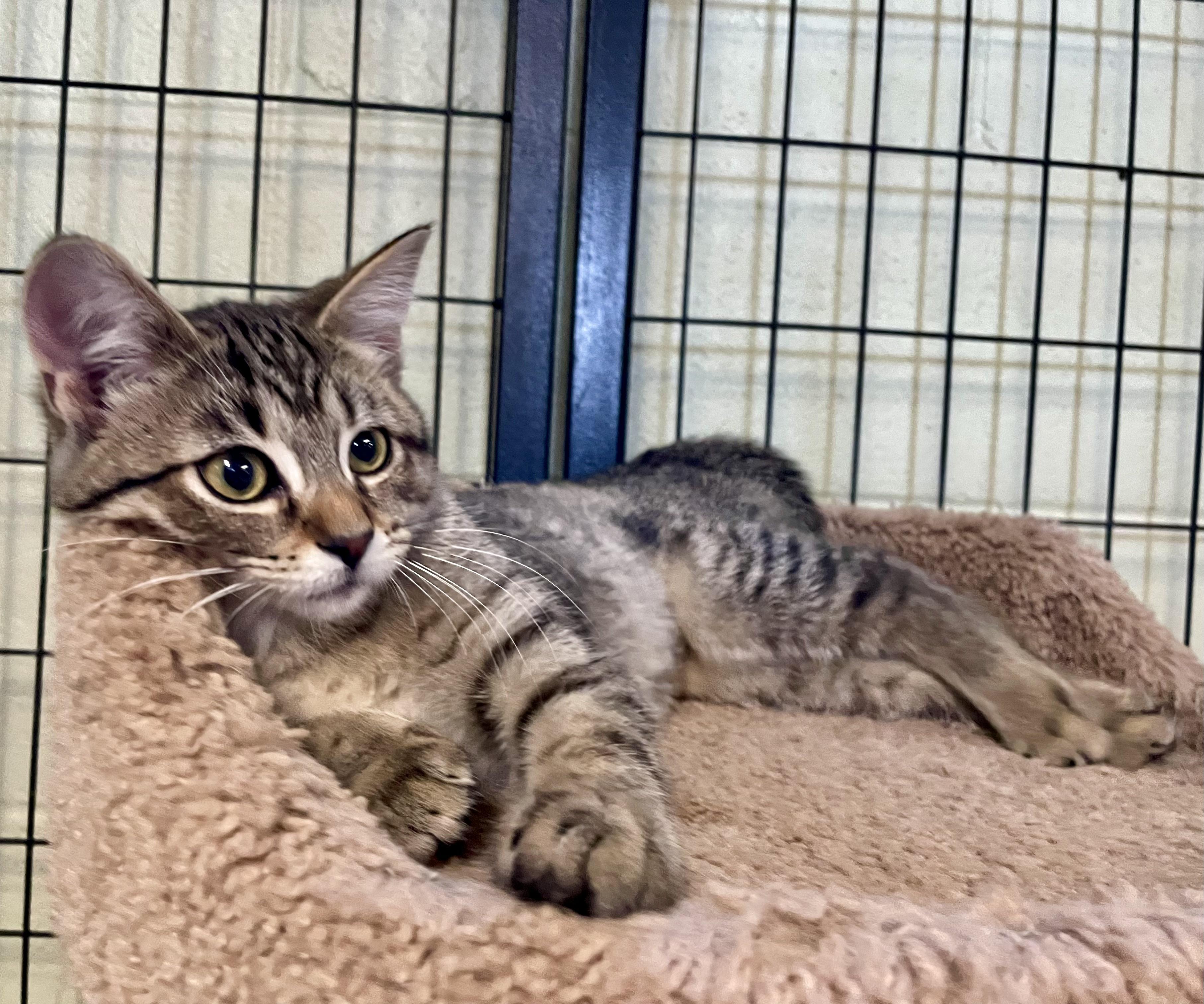 Cadense, an adopted Domestic Short Hair in Holland, MI image 3/4