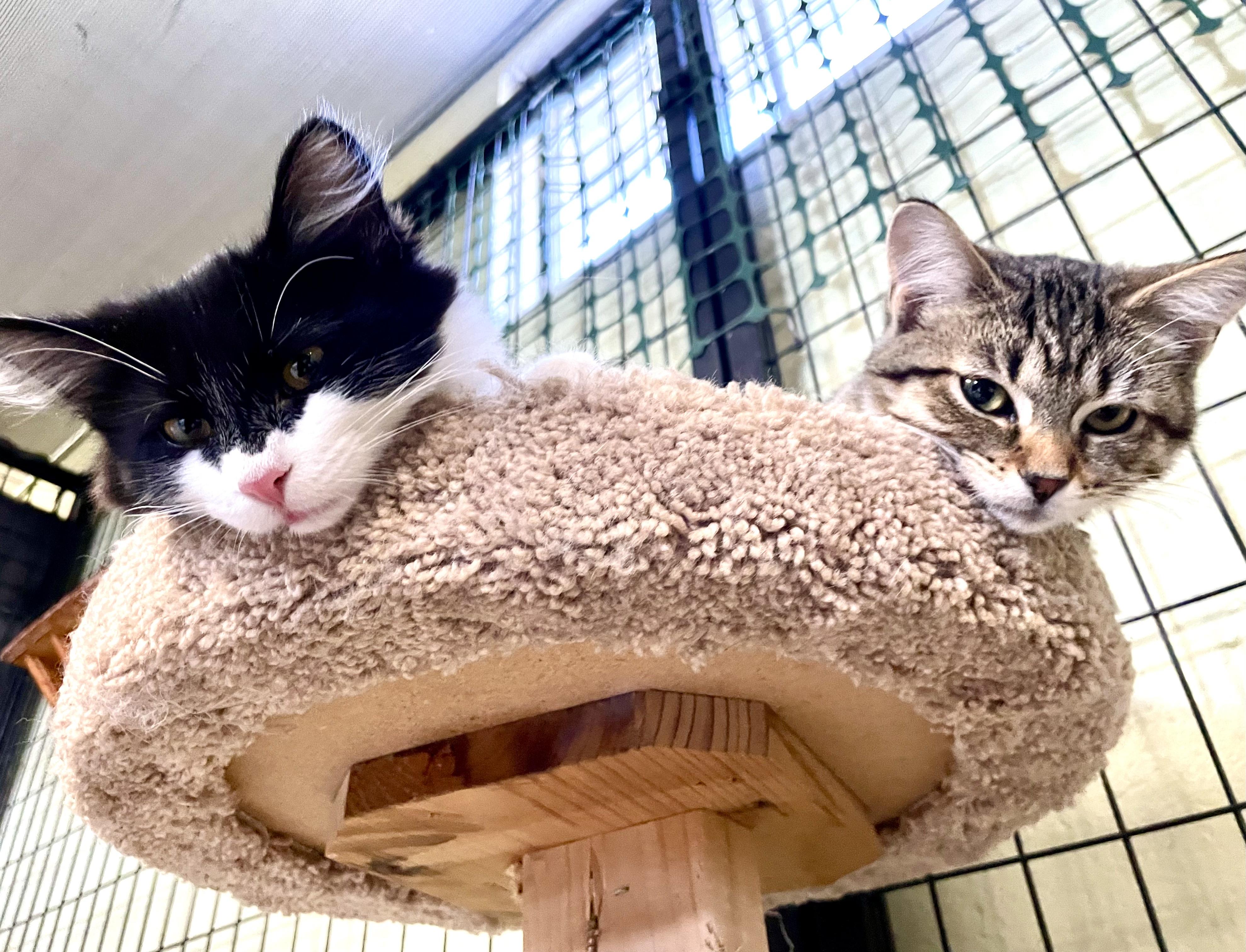 Cadense, an adopted Domestic Short Hair in Holland, MI image 4/4