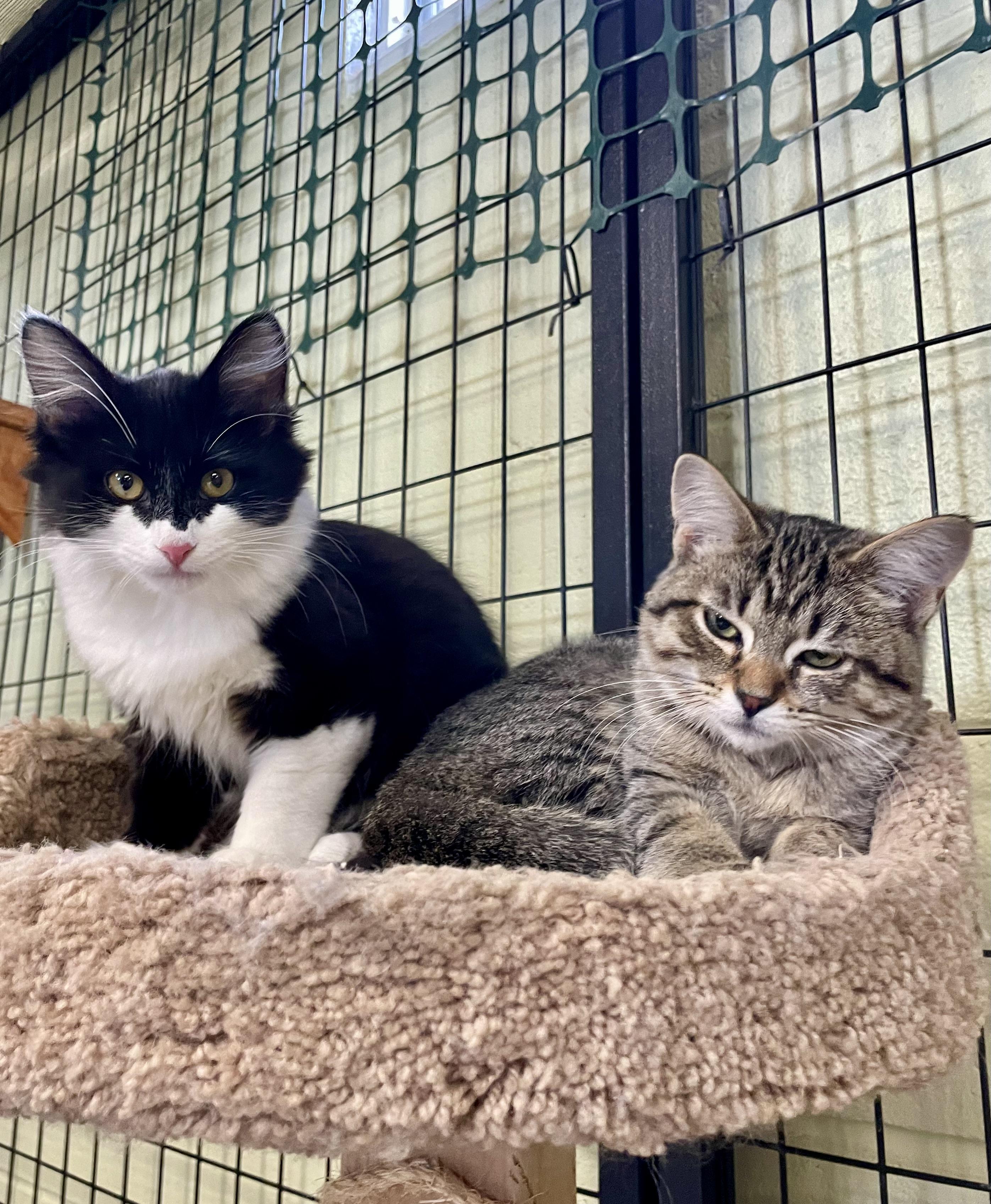 Cadense, an adopted Domestic Short Hair in Holland, MI image 1/4