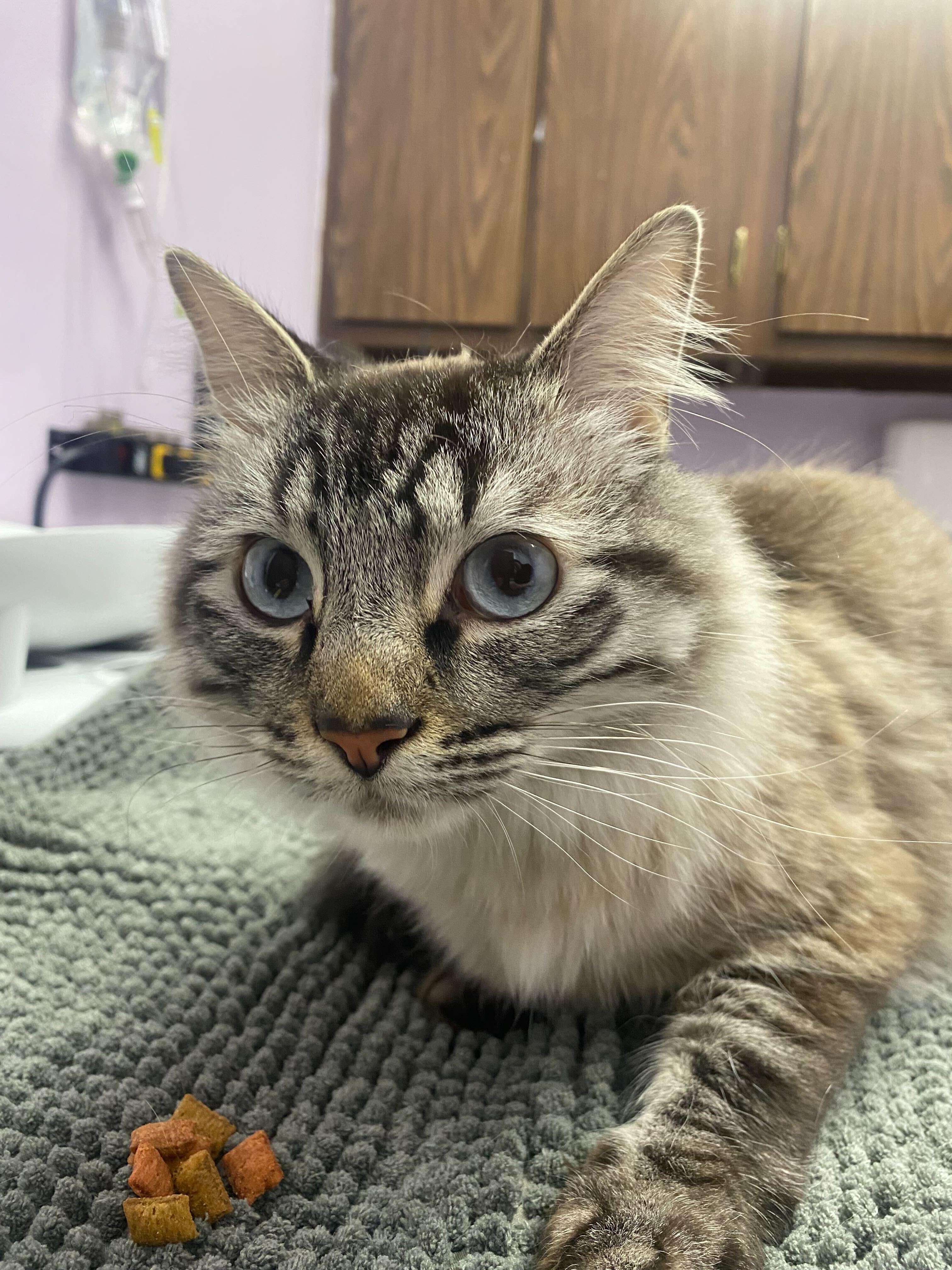 Enlarge Solo, a Adoptable mixed breed in Lakewood, CO image 1/1