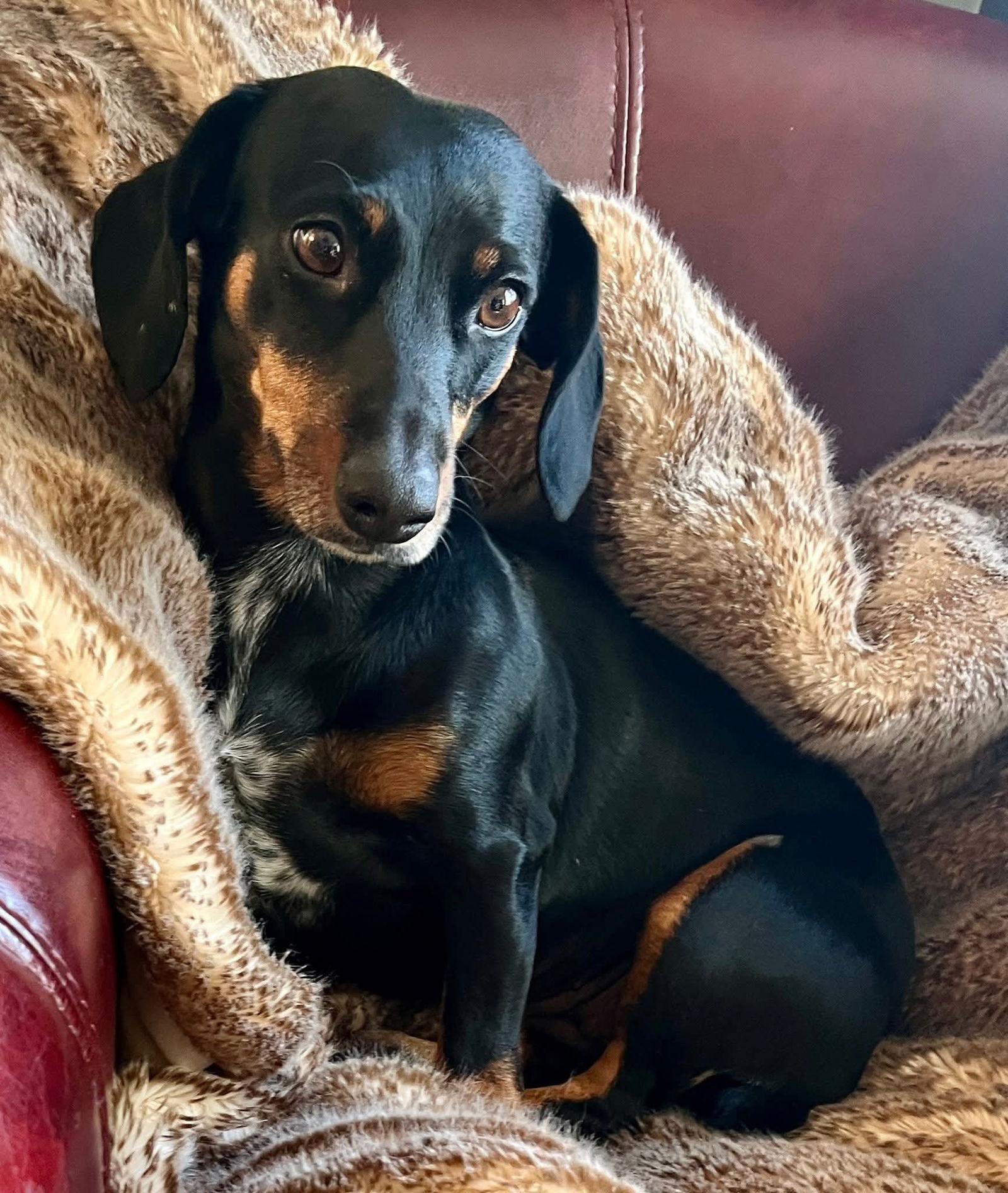 Enlarge Ember Joy, a Adoptable Dachshund in Wakefield, RI image 1/3