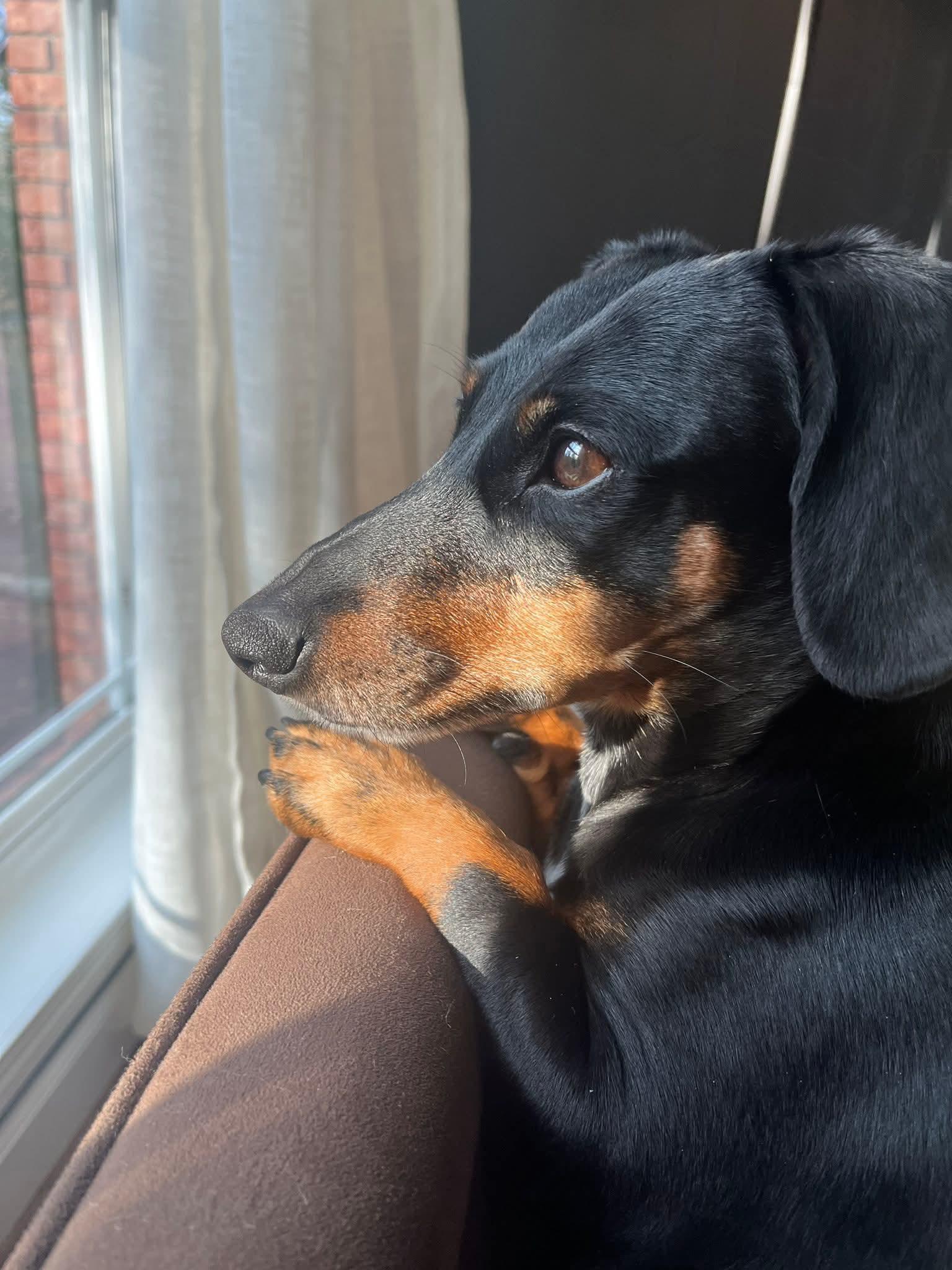 Enlarge Ember Joy, a Adoptable Dachshund in Wakefield, RI image 2/3