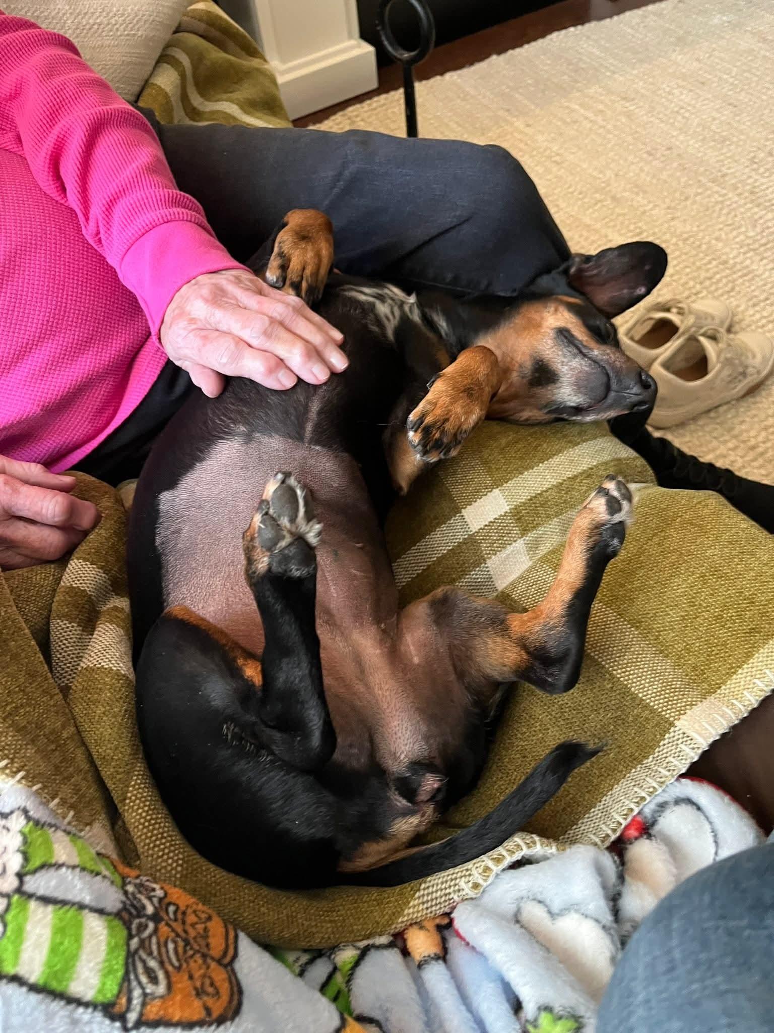Enlarge Ember Joy, a Adoptable Dachshund in Wakefield, RI image 3/3