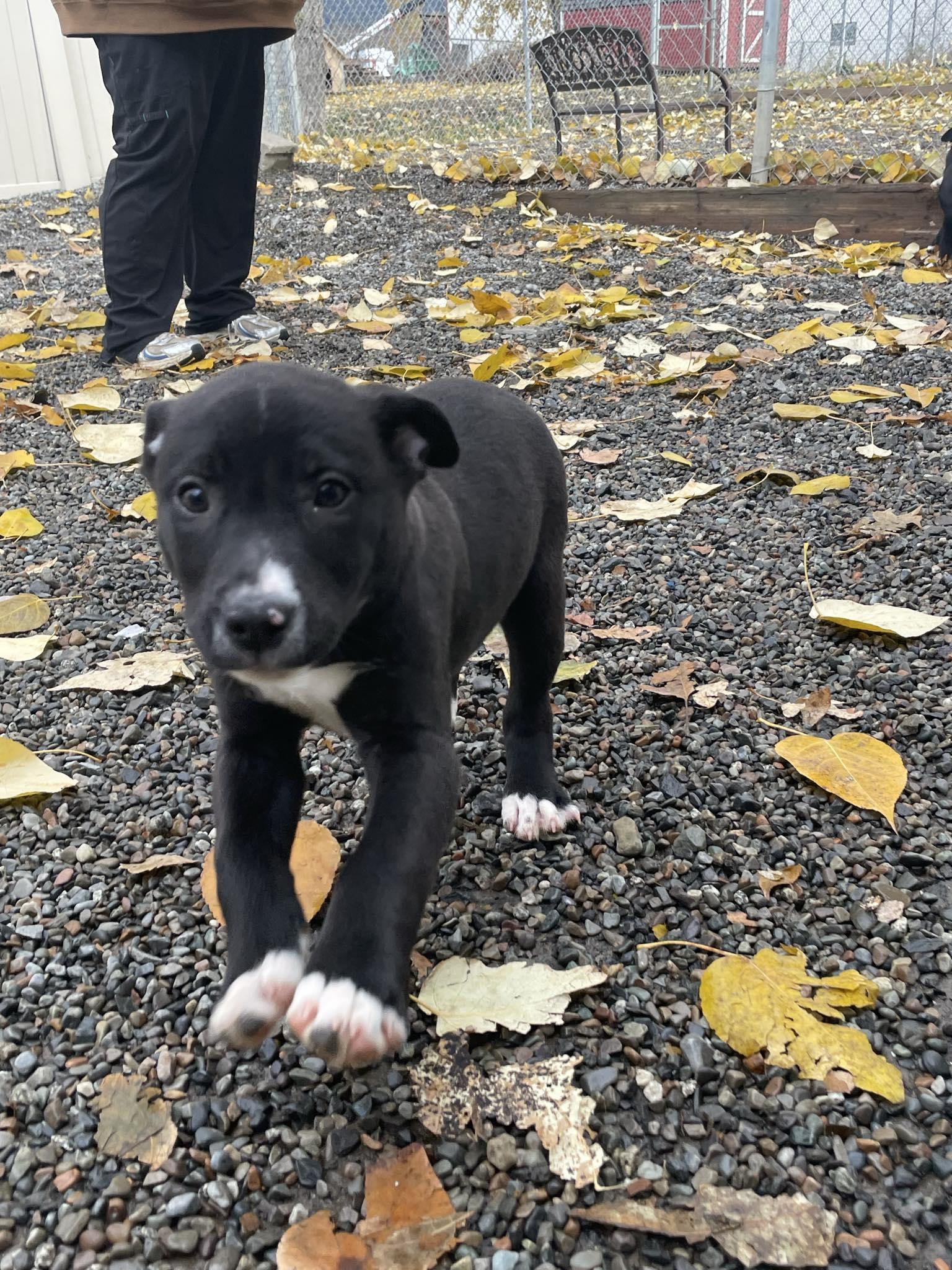 Venus, ADOPTABLE, Puppy Female Mixed Breed.
