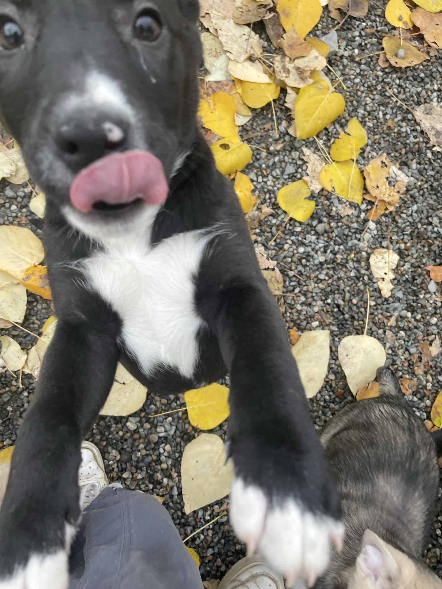 Venus, a ADOPTABLE Mixed Breed in St. Maries, ID image 2/2