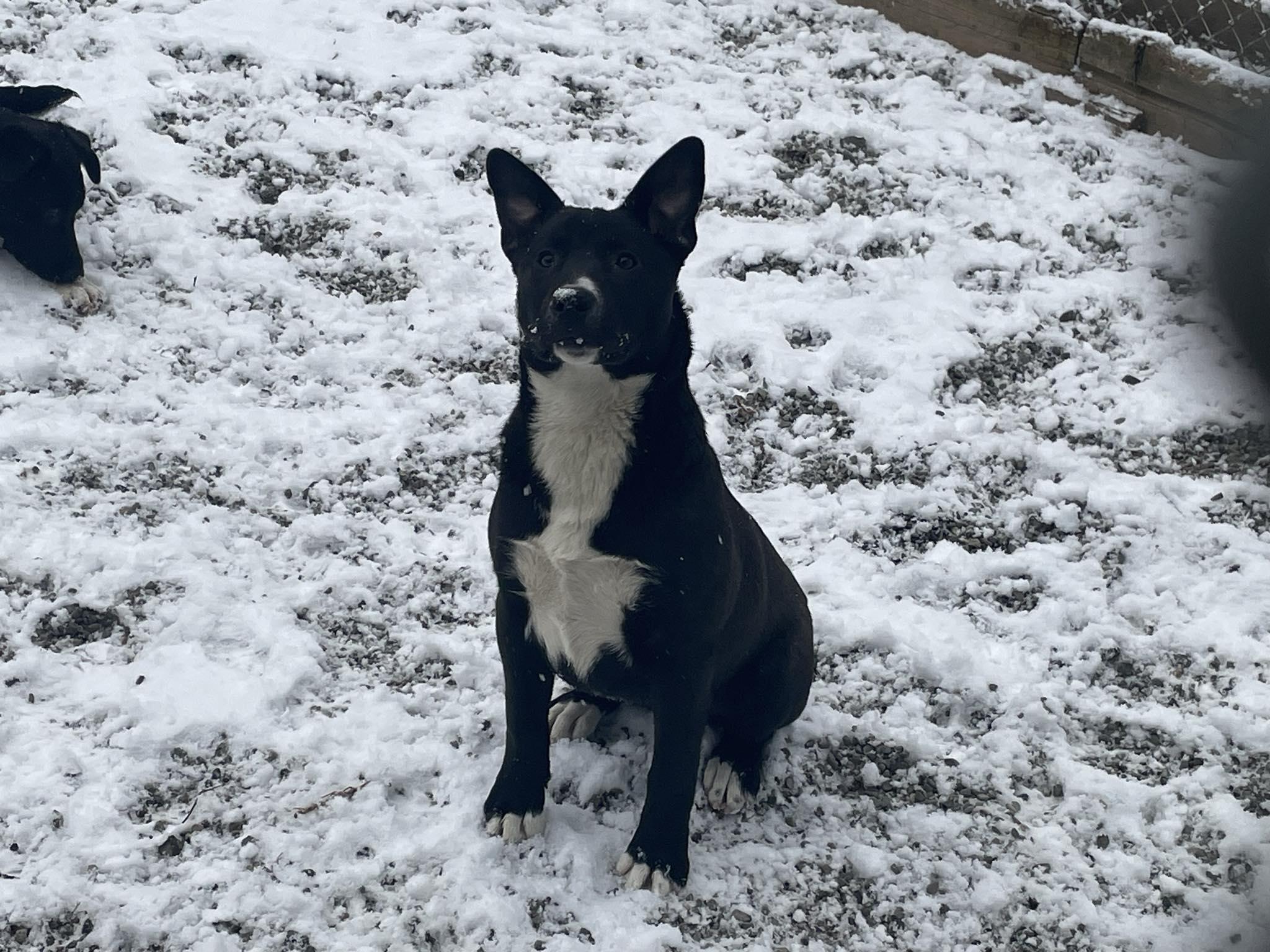 Enlarge Venus, an adopted Mixed Breed in St. Maries, ID image 5/6