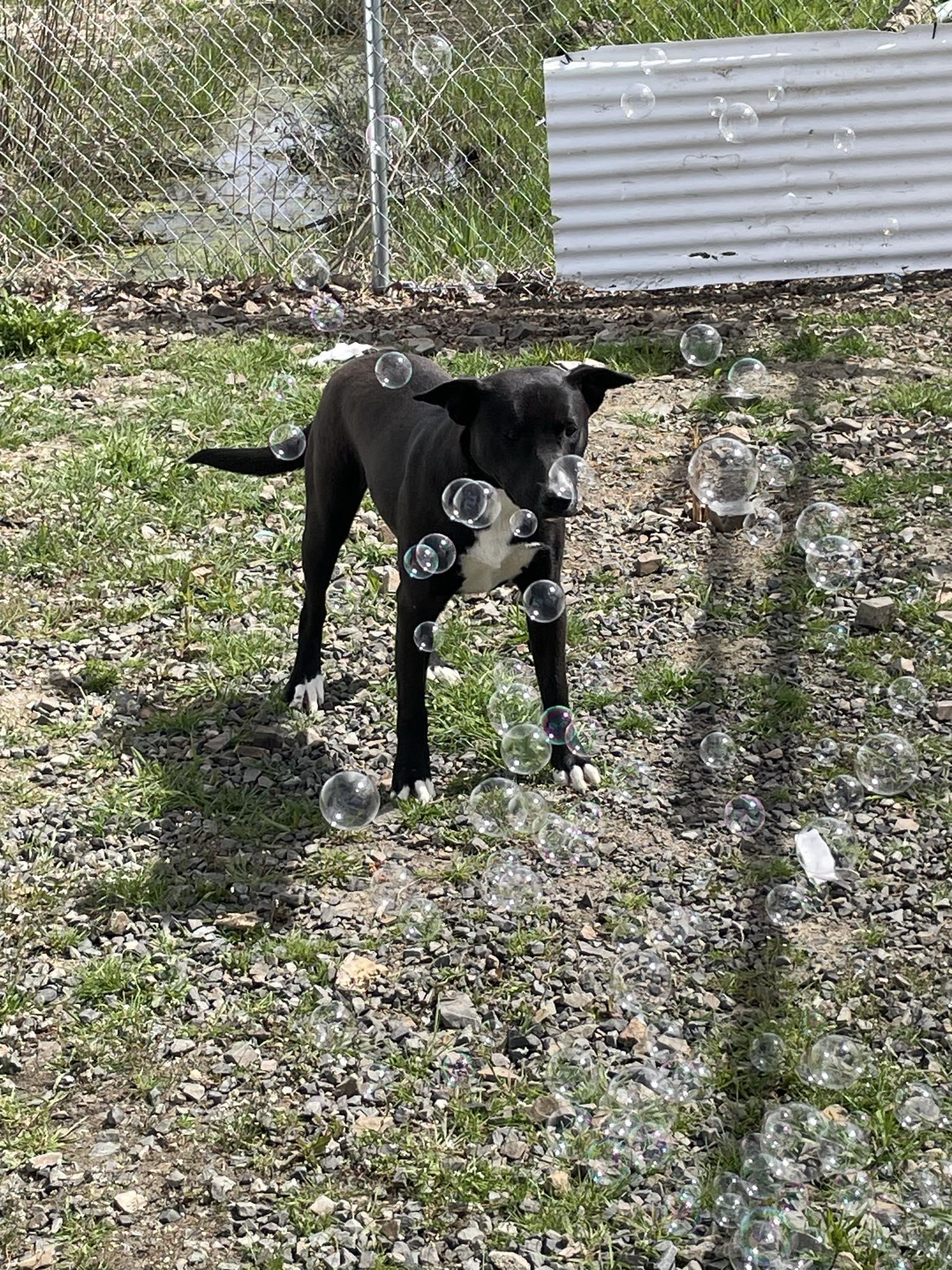 Enlarge Venus, an adopted Mixed Breed in St. Maries, ID image 3/6