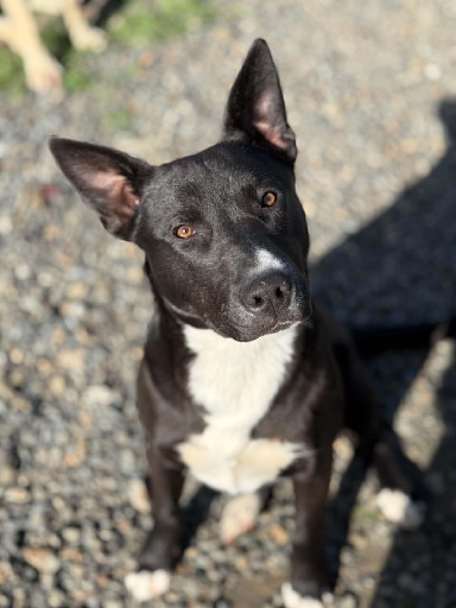 Enlarge Venus, an adopted Mixed Breed in St. Maries, ID image 1/6