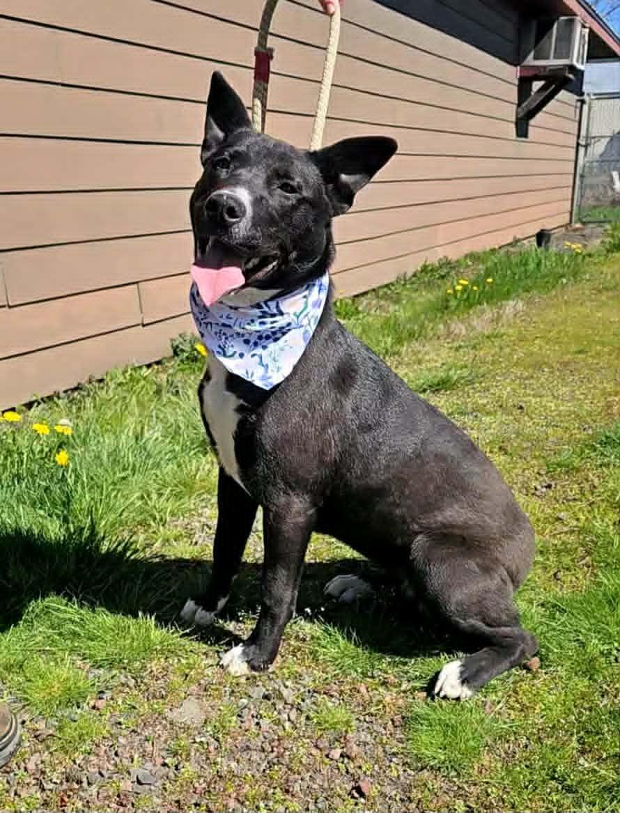 Enlarge Venus, an adopted Mixed Breed in St. Maries, ID image 2/6