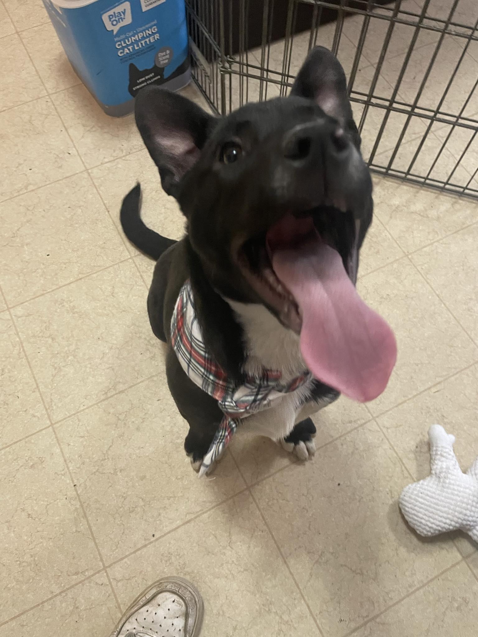 Venus, ADOPTABLE, Puppy Female Mixed Breed.