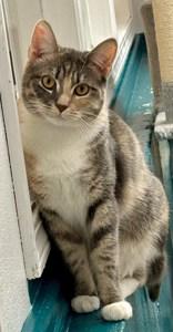Enlarge Evie, a Adoptable American Wirehair in Sautee Nacoochee, GA image 2/2
