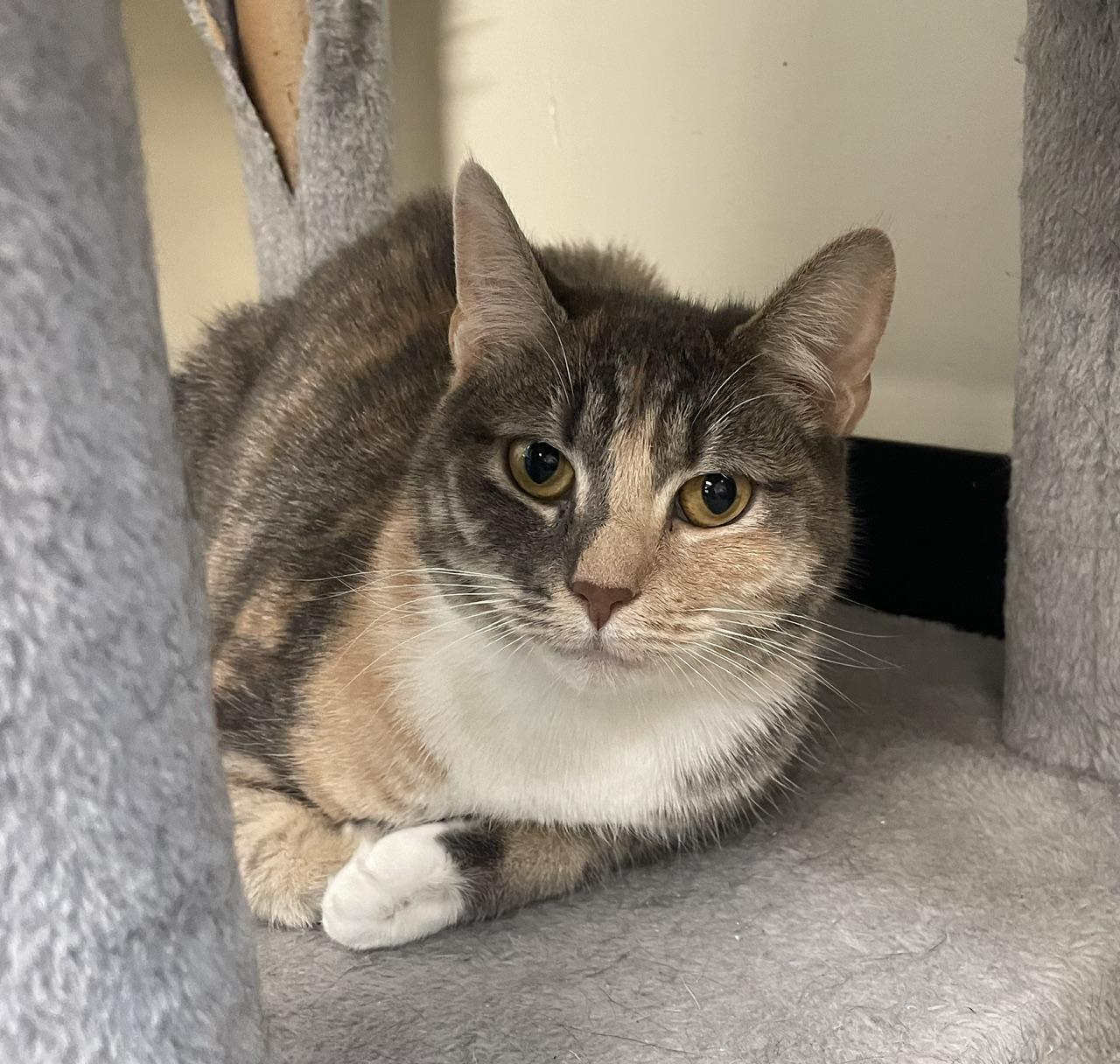 Evie, Adoptable, Young Female American Wirehair.