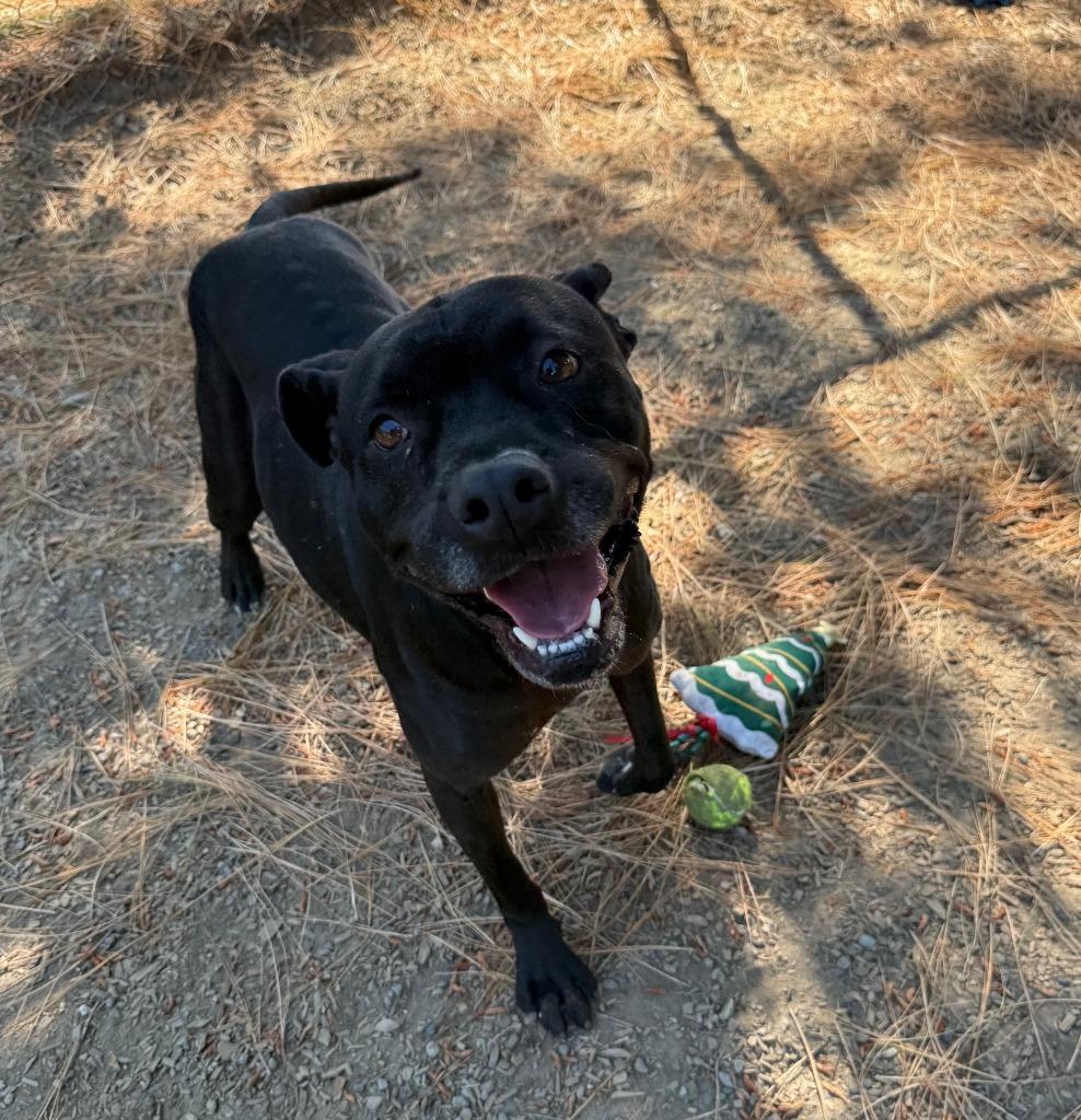 Enlarge NIKO, a Adoptable mixed breed in Lemoore, CA image 3/6